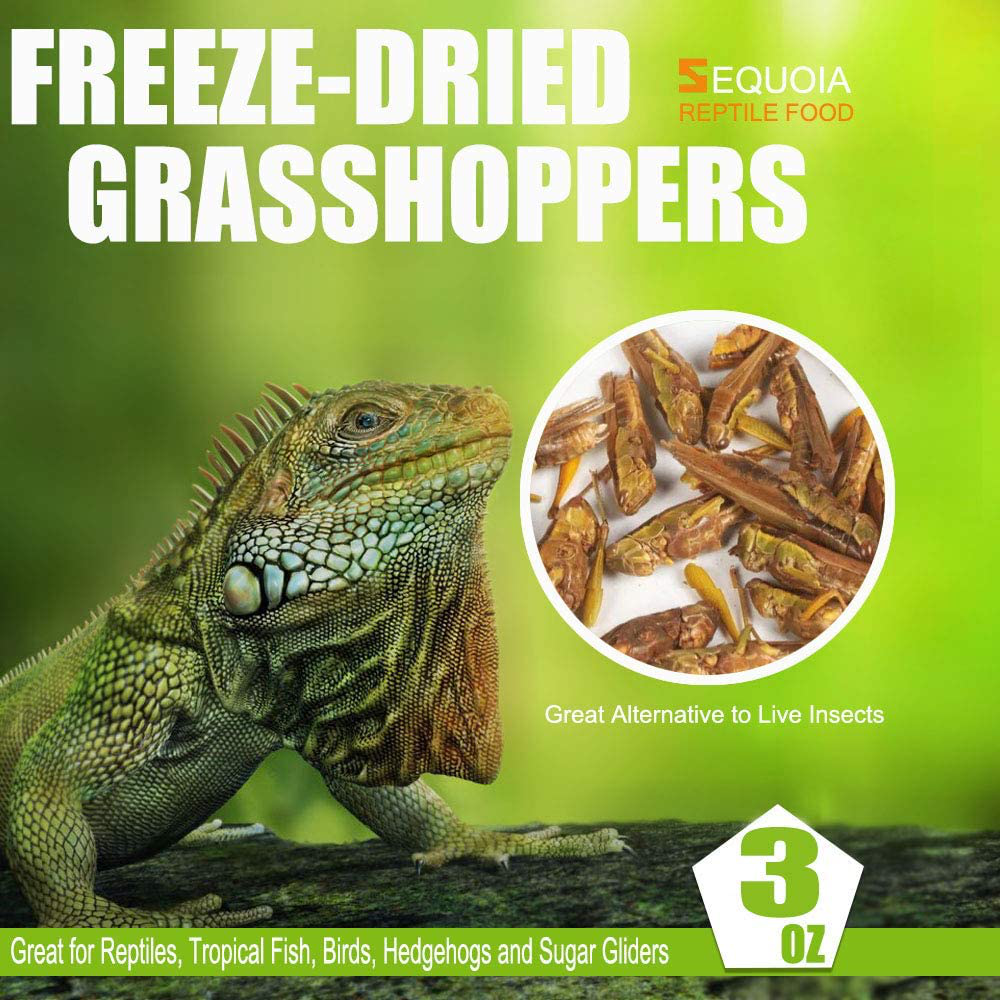 Sequoia Freeze Dried Grasshopper Reptile Food for Turtles, Bearded Dragon, Hedgehog,Lizard, Chameleon, Birds Animals & Pet Supplies > Pet Supplies > Reptile & Amphibian Supplies > Reptile & Amphibian Food Sequoia   