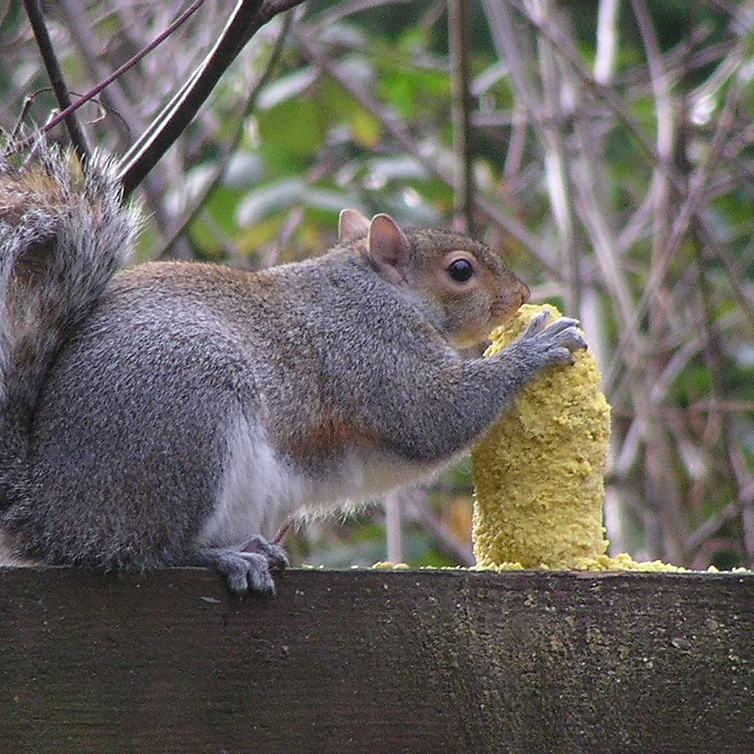 C&S Sweet Corn Squirrelog Feeder Animals & Pet Supplies > Pet Supplies > Bird Supplies > Bird Treats C&S   