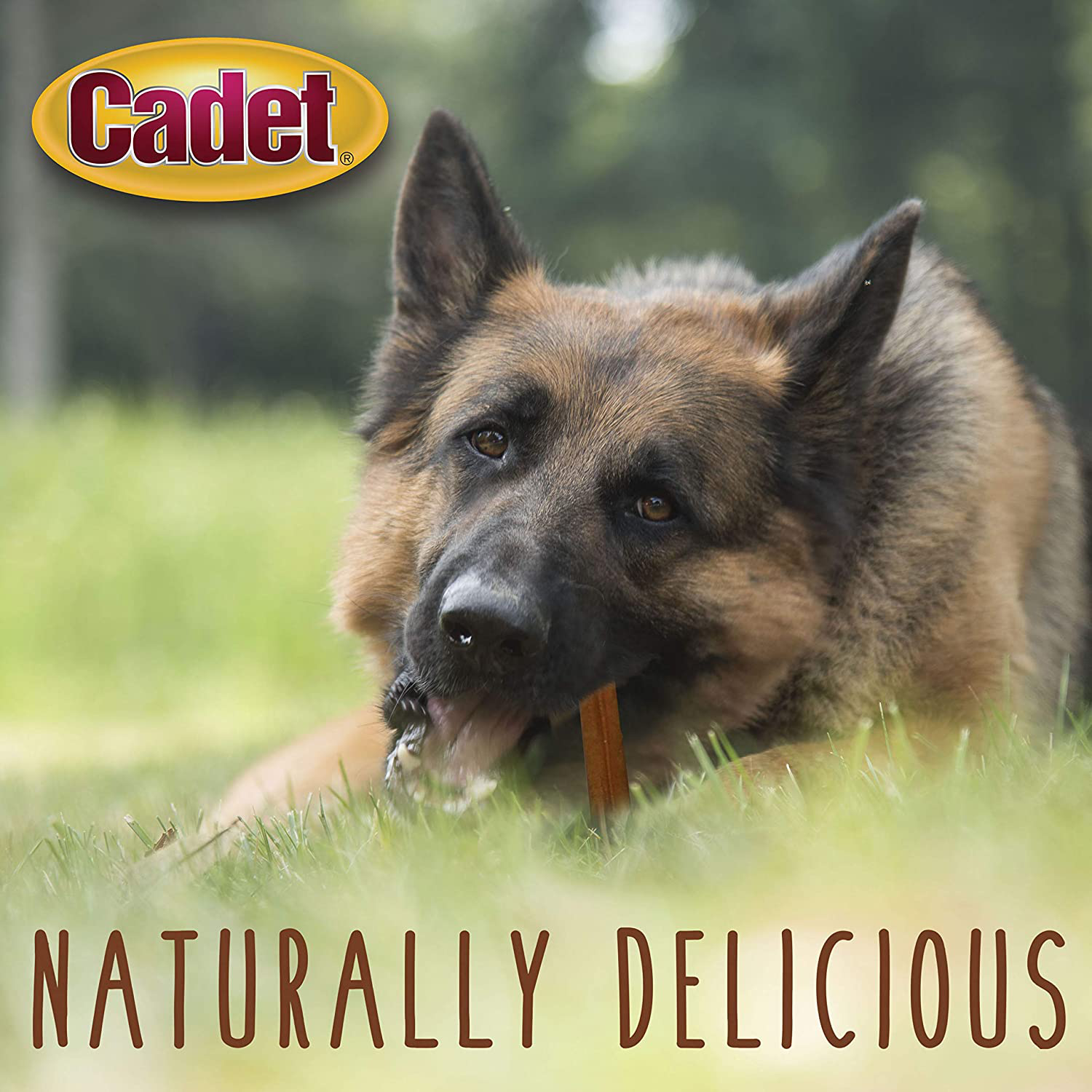 Cadet Bully Sticks Dog Treats| Promotes Dental Health All-Natural Premium Dog Chew L Natural Bully Sticks | Grain-Free, Single-Ingredient, 100% Beef Dog Treat