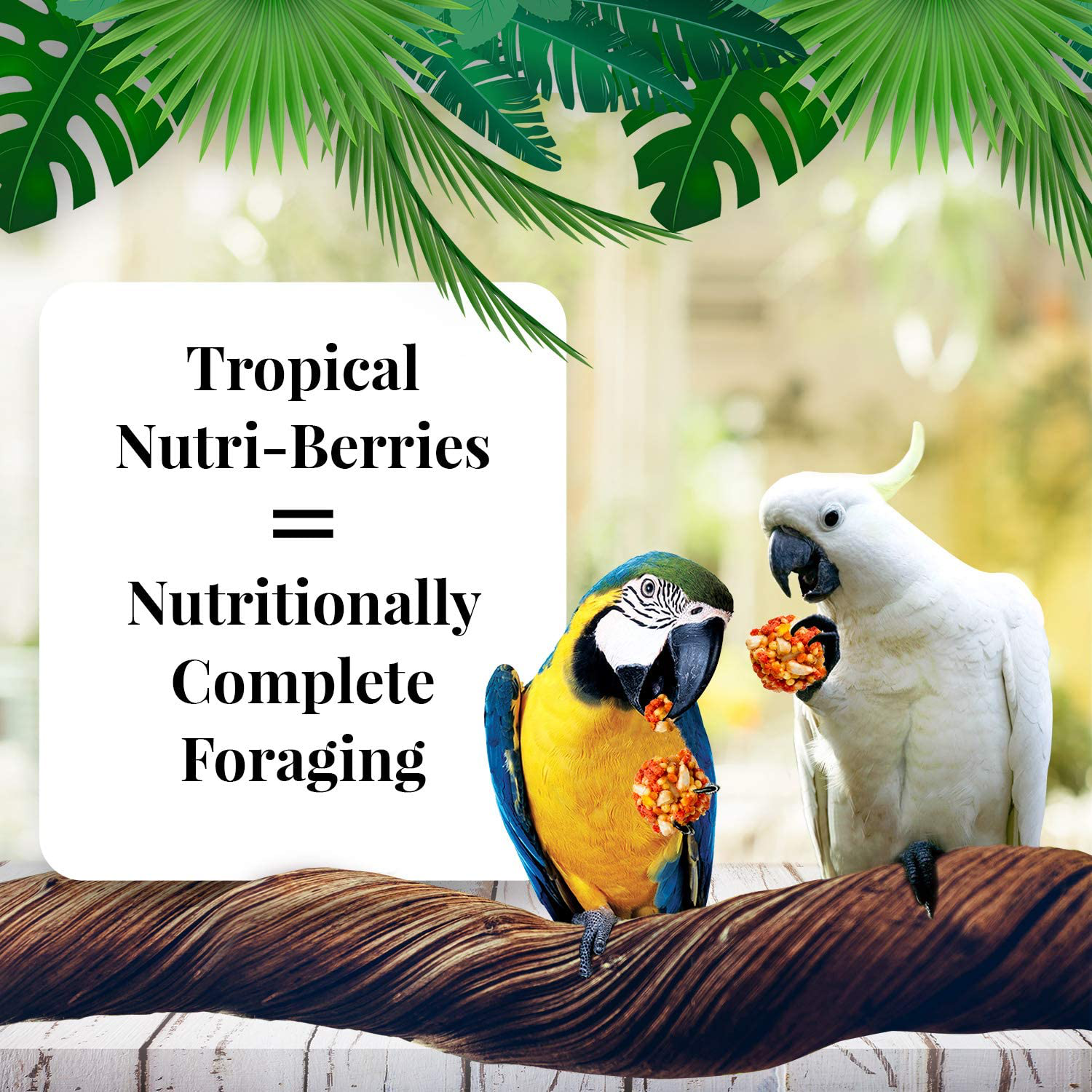 Lafeber Tropical Fruit Nutri-Berries Pet Bird Food, Made with Non-Gmo and Human-Grade Ingredients, for Macaws and Cockatoos, 3 Lb Animals & Pet Supplies > Pet Supplies > Bird Supplies > Bird Treats LAFEBER'S   