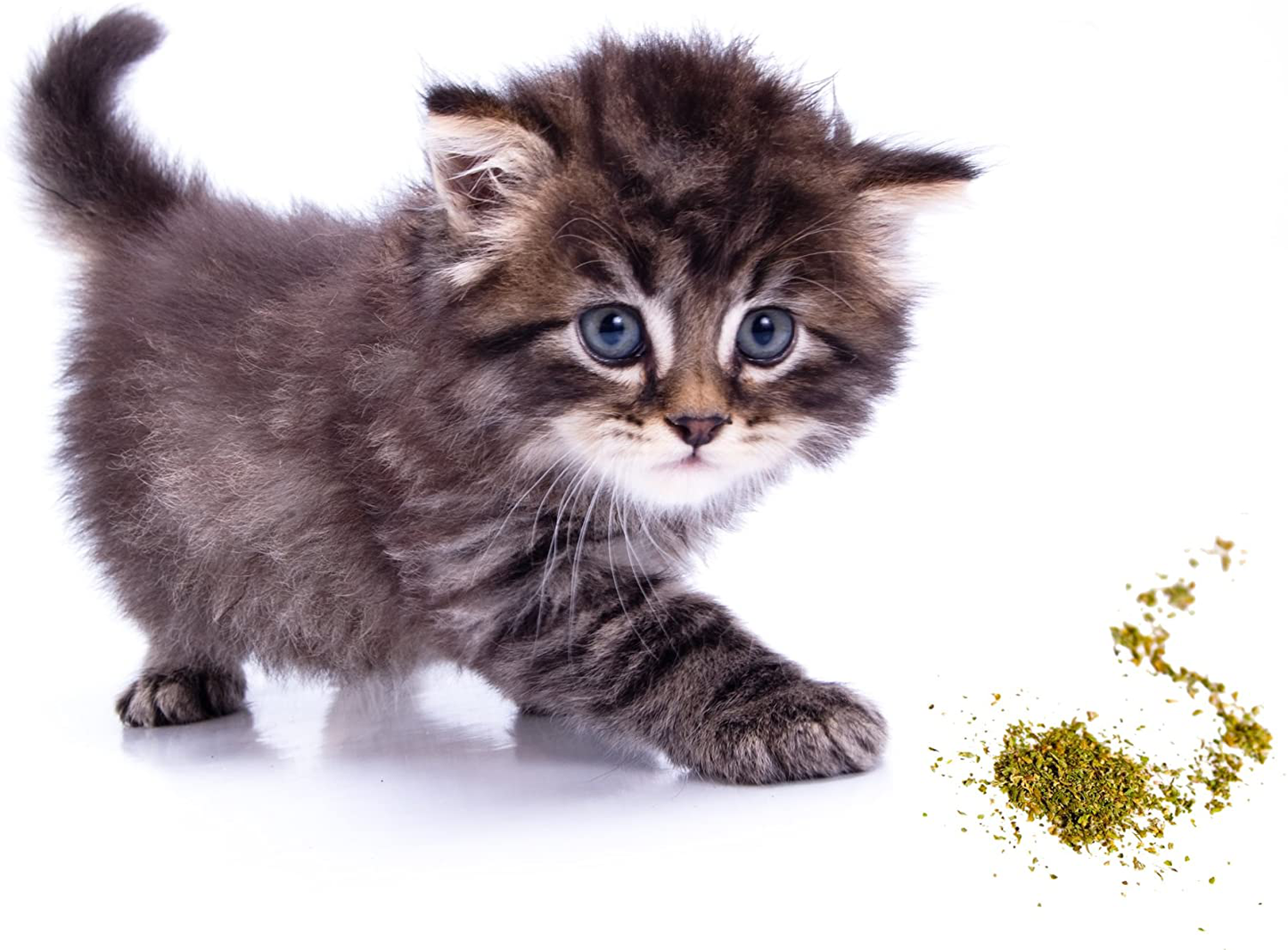 Purple Haze Catnip, Premium Blend Safe for Cats, Infused with Maximum Potency Your Kitty Is Sure to Go Crazy For Animals & Pet Supplies > Pet Supplies > Cat Supplies > Cat Treats Purple Haze   