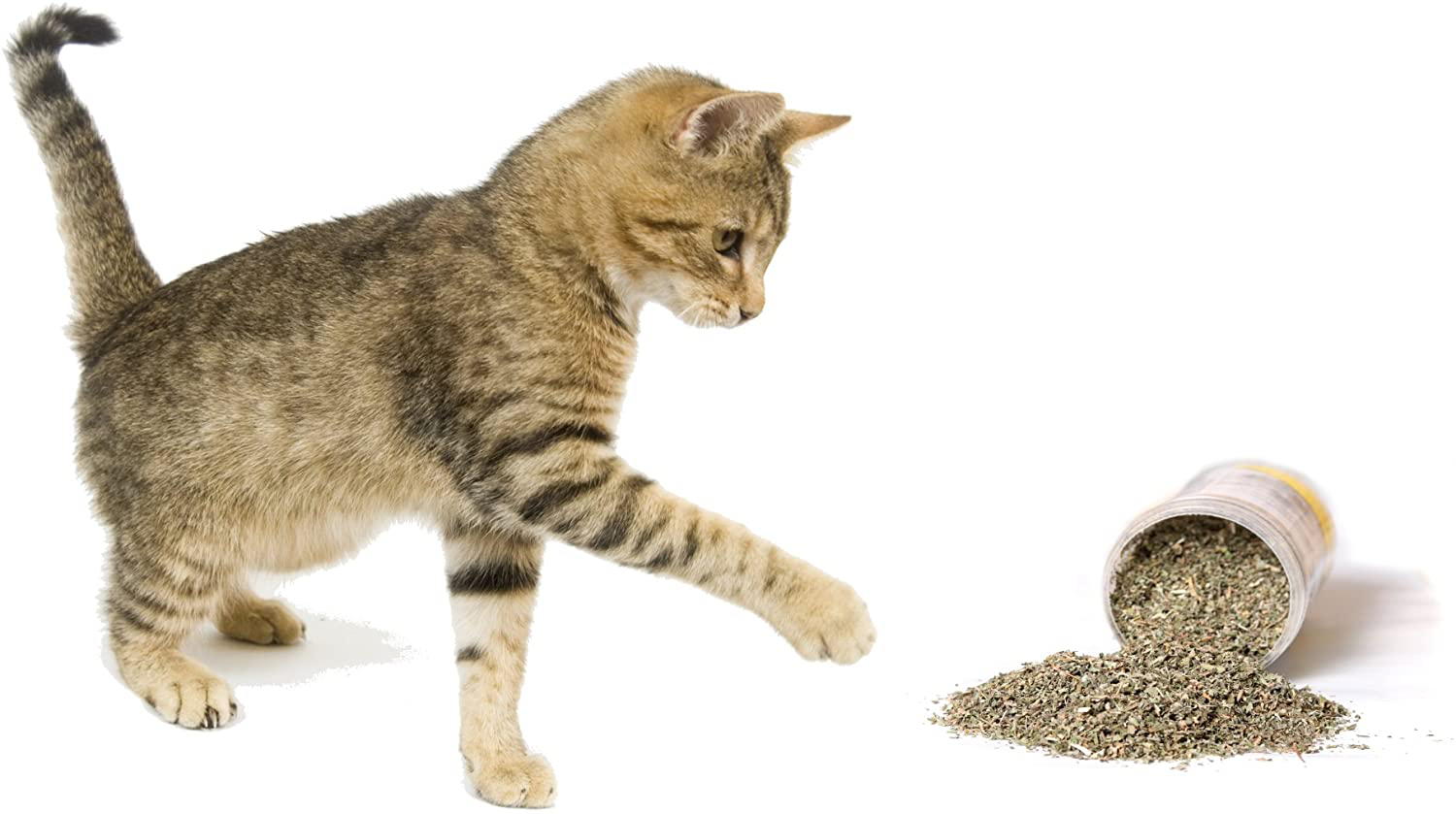 Cat Crack Catnip, Premium Blend Safe for Cats, Infused with Maximum Potency Your Kitty Is Sure to Go Crazy For