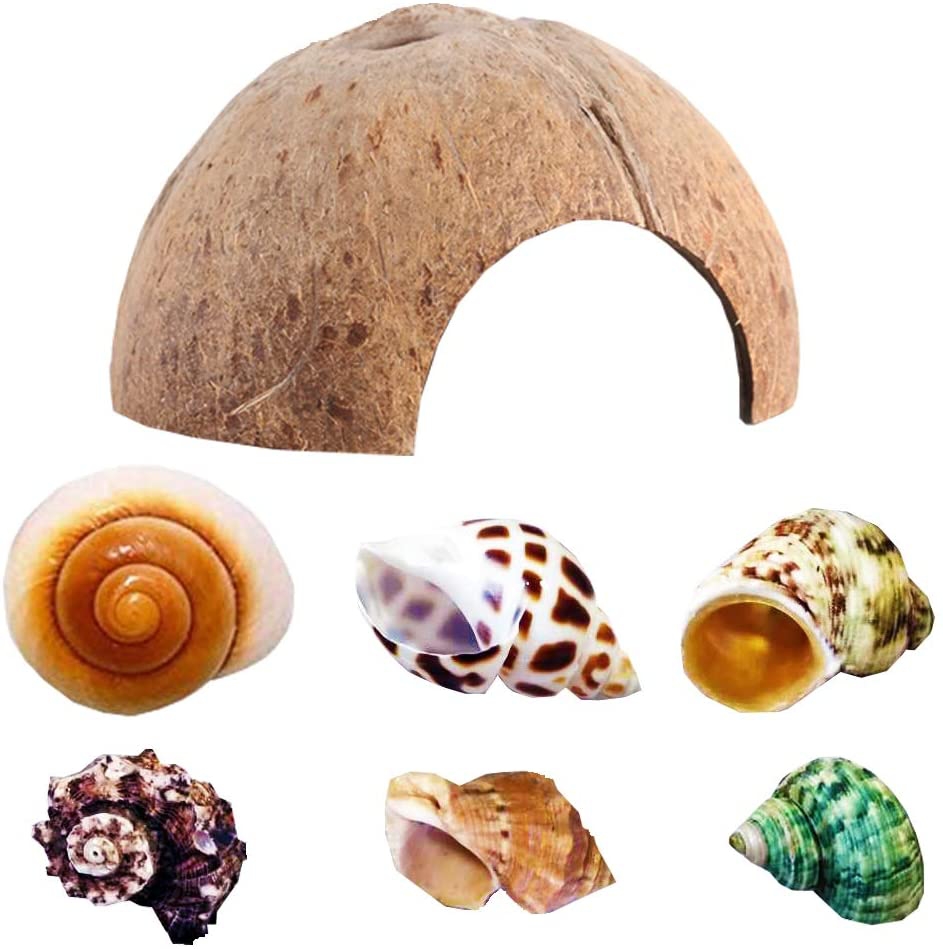 SEAJIAYI Hermit Crab Shells Large Xlarge Seashells Natural Coconut Hide Reptile Hideouts- Handpicked Turbo Seashell Natural Sea Conch Animals & Pet Supplies > Pet Supplies > Reptile & Amphibian Supplies > Reptile & Amphibian Substrates SEAJIAYI   