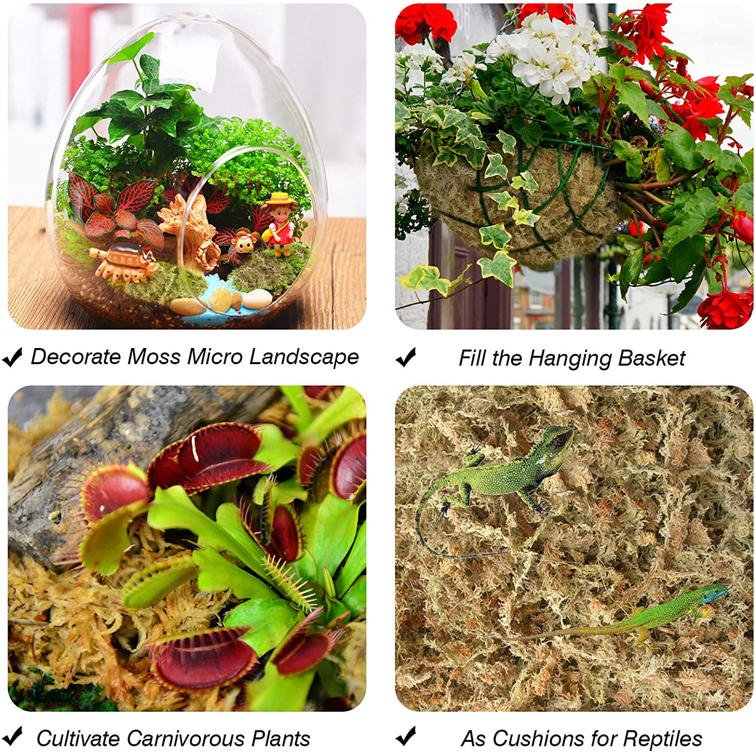 Natural Dried Sphagnum Moss for Orchids, Carnivores and Miniature
