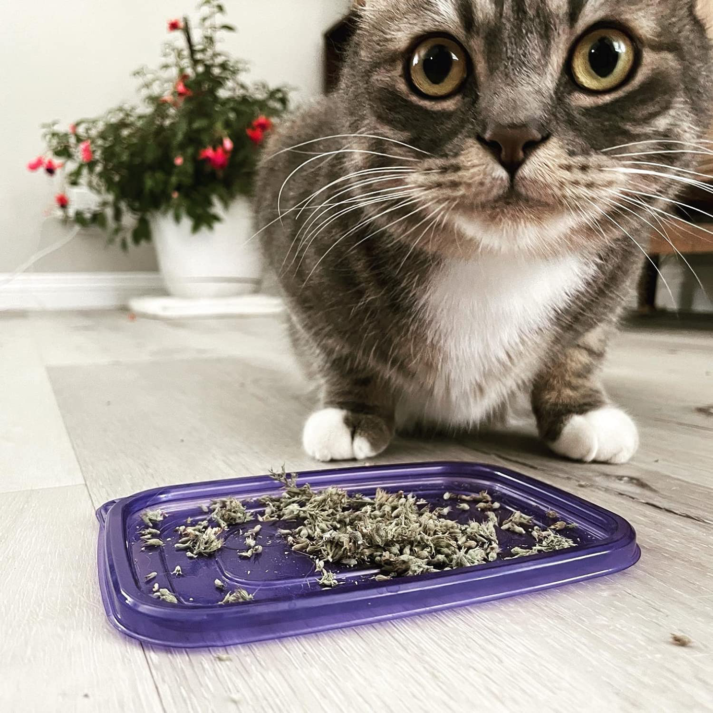 Meowijuana | Crunchie Munchie Bundles | Organic Catnip Center | Grown in the USA | Promotes Cat Health | High Potency Cat Treats | Feline and Cat Lover Approved Animals & Pet Supplies > Pet Supplies > Cat Supplies > Cat Treats Meowijuana   