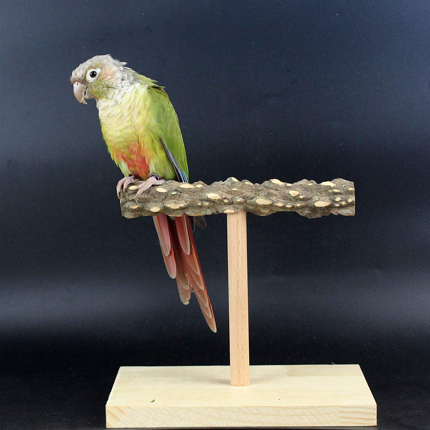 QBLEEV Bird Tabletop Training Stand Perch，Portable Parrot Tee Play Stands, Natural Wood Bird Cage Toys Gym Playground for Small Medium Parakeets Cocktails Conures Lovebirds Finch Animals & Pet Supplies > Pet Supplies > Bird Supplies > Bird Cage Accessories QBLEEV   