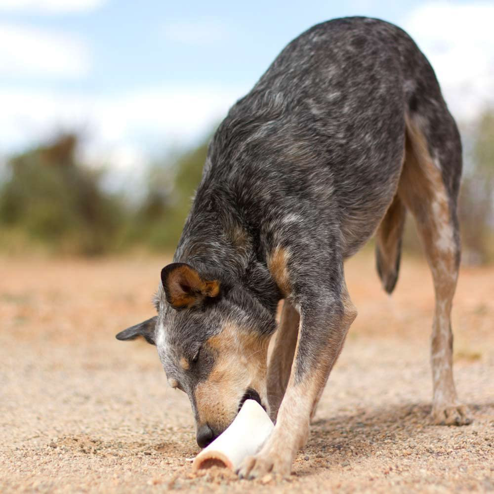 Filled Dog Bones (Flavors: Peanut Butter, Cheese, Bacon, Beef, Etc.) Made in USA Stuffed Bulk 3 to 6" Femur Dog Dental Treats & Chews, American Made Animals & Pet Supplies > Pet Supplies > Small Animal Supplies > Small Animal Treats Pawstruck   