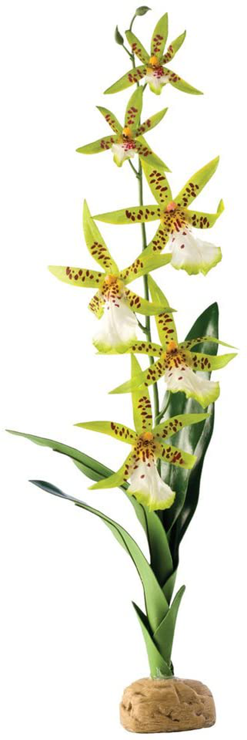 Exo Terra Rainforest Ground Plant, Reptile Terrarium Decoration Animals & Pet Supplies > Pet Supplies > Reptile & Amphibian Supplies > Reptile & Amphibian Habitat Accessories Exo Terra Spider Orchid One Size 