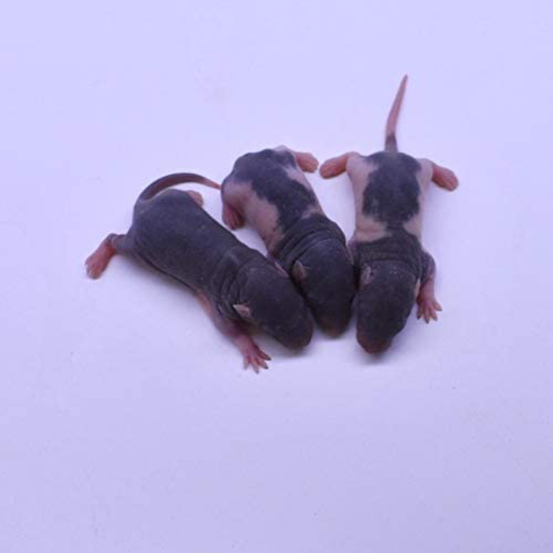 Micedirect 10 Fuzzie Rats: Pack of Frozen Fuzzie Feeder Rats - Food for Corn Snakes, Ball Pythons, Lizards and Other Pet Reptiles - Freshest Snake Feed Supplies Animals & Pet Supplies > Pet Supplies > Reptile & Amphibian Supplies > Reptile & Amphibian Food MiceDirect   