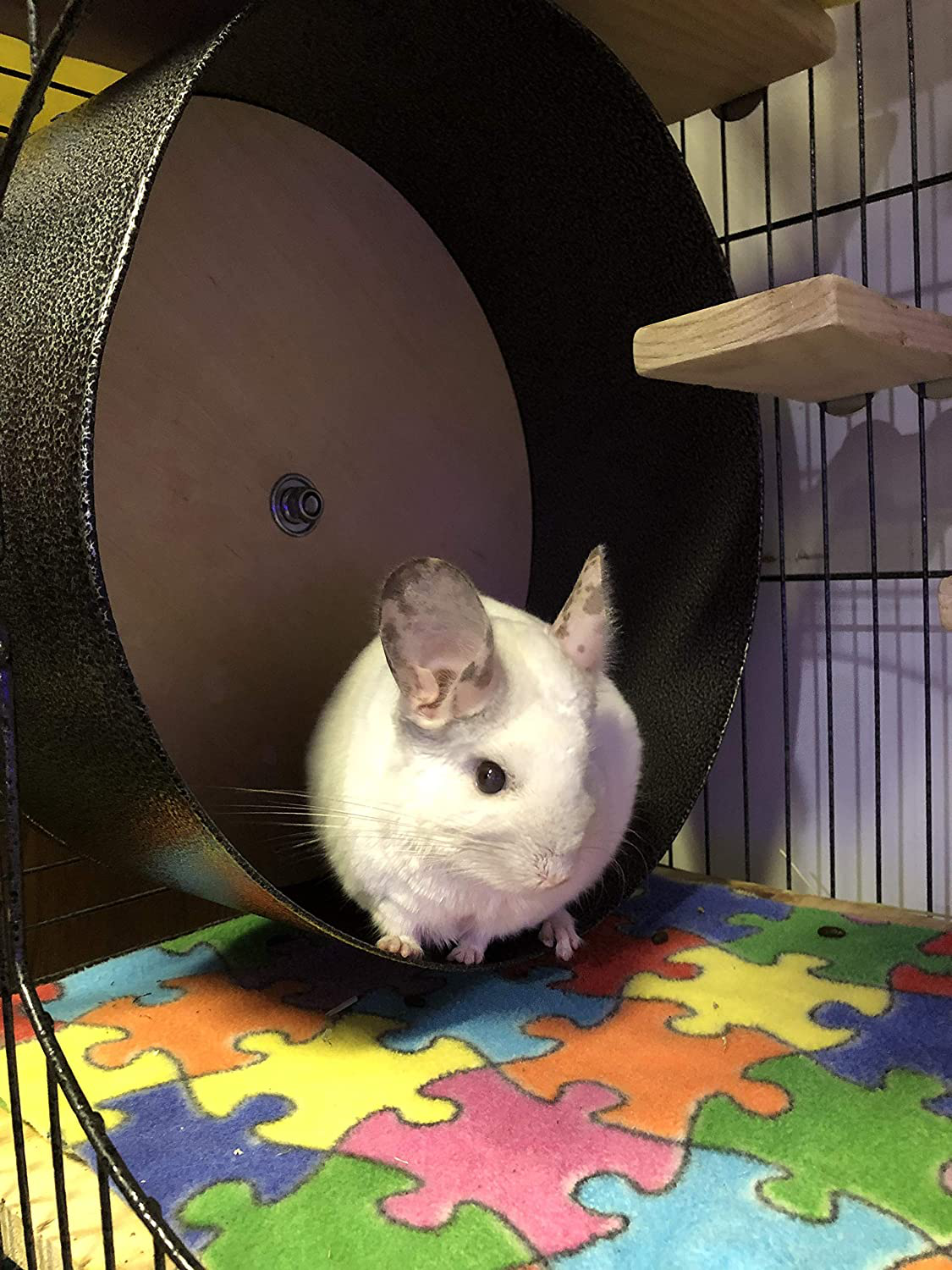 Can I use gorilla wood glue for my chinchillas wheel that's broken? It says  non toxic but i'd rather be safe and make sure : r/chinchilla