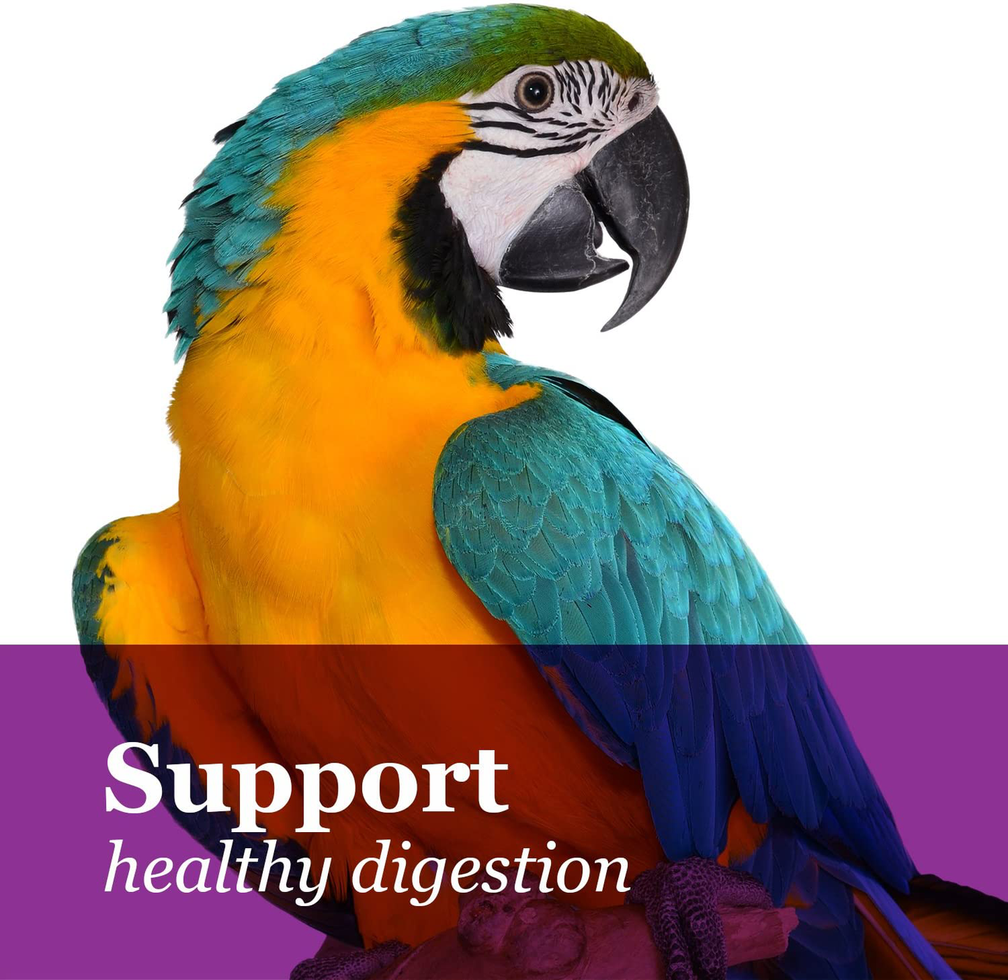 Tropical Carnival F.M. Brown'S, Gourmet Macaw Food Big Bites for Big Beaks - Seeds, Veggies, Fruits, and Nuts with Probiotics Animals & Pet Supplies > Pet Supplies > Bird Supplies > Bird Food Fm Browns   