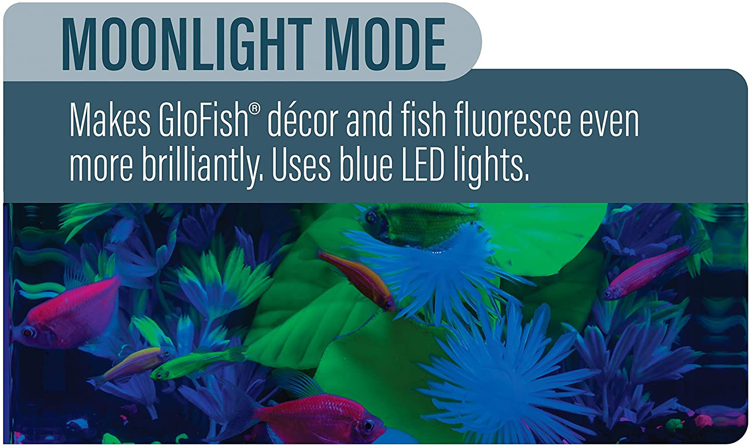Glofish Blue LED Light 6 Inch, for Aquariums up to 10 Gallons Animals & Pet Supplies > Pet Supplies > Fish Supplies > Aquarium Lighting GloFish   