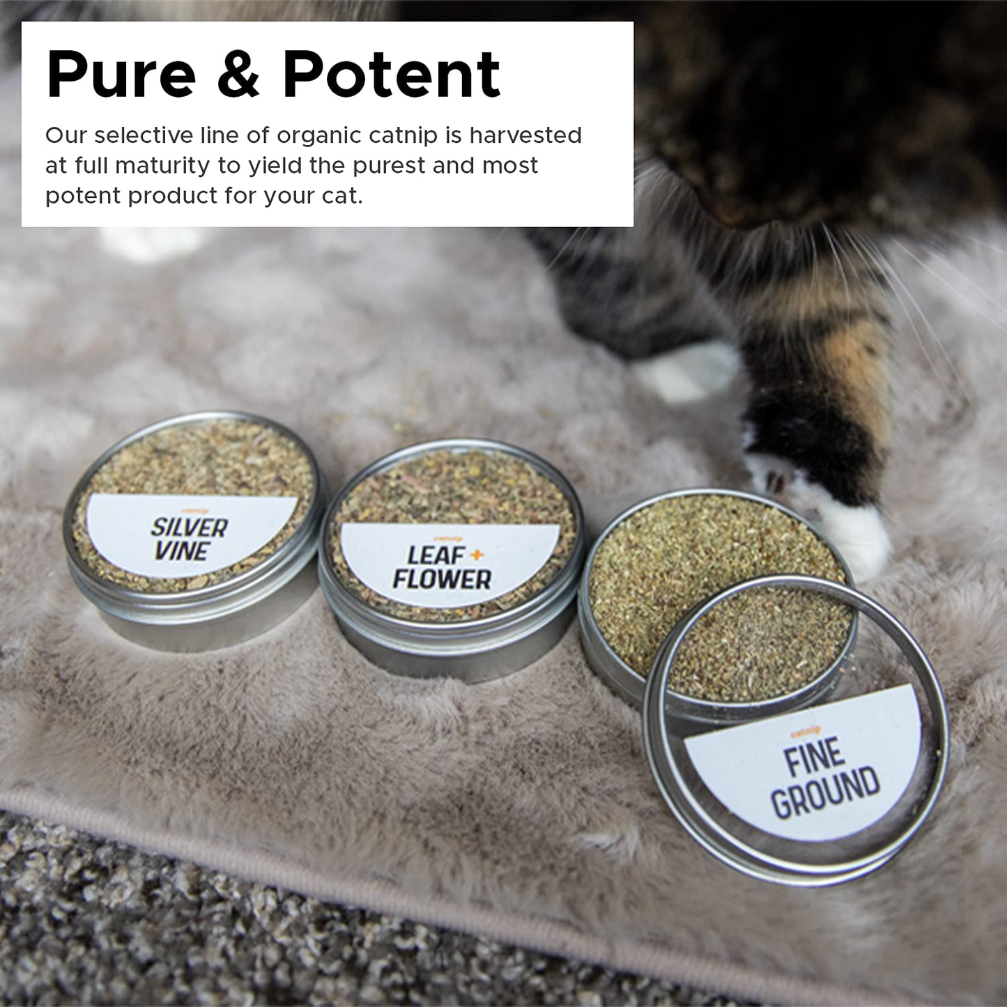 Whisker Catnip Flight by Litter-Robot, Pure and Potent Assortment of Cat Stimulants to Enliven Every Feline and Cat, Organic Blends, Silver Vine, Fine Ground, and Leaf Flower Animals & Pet Supplies > Pet Supplies > Cat Supplies > Cat Litter Whisker   