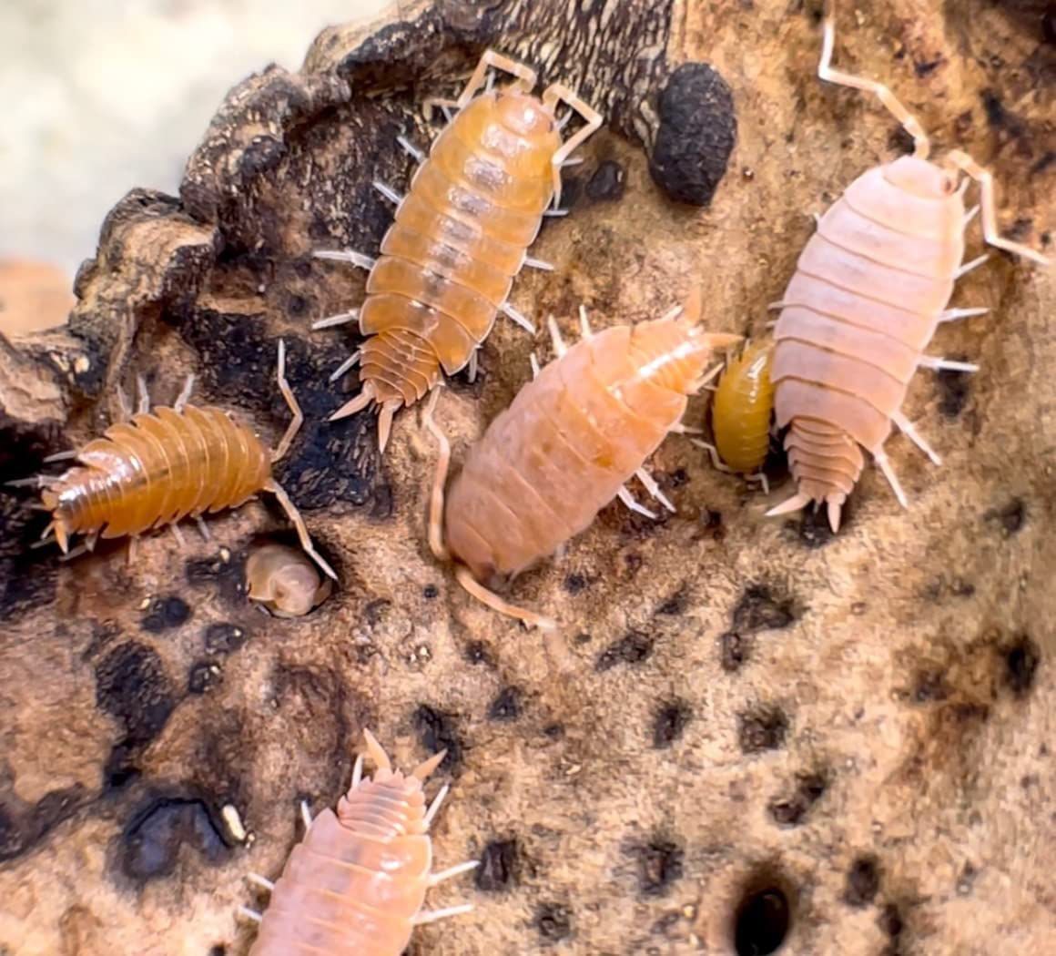 Powder Orange Live Isopods Porcellio Pruinosus Cleanup Crew Roly Poly for Insect Terrarium Reptile Pet Food Animals & Pet Supplies > Pet Supplies > Reptile & Amphibian Supplies > Reptile & Amphibian Food BugzyBugs   