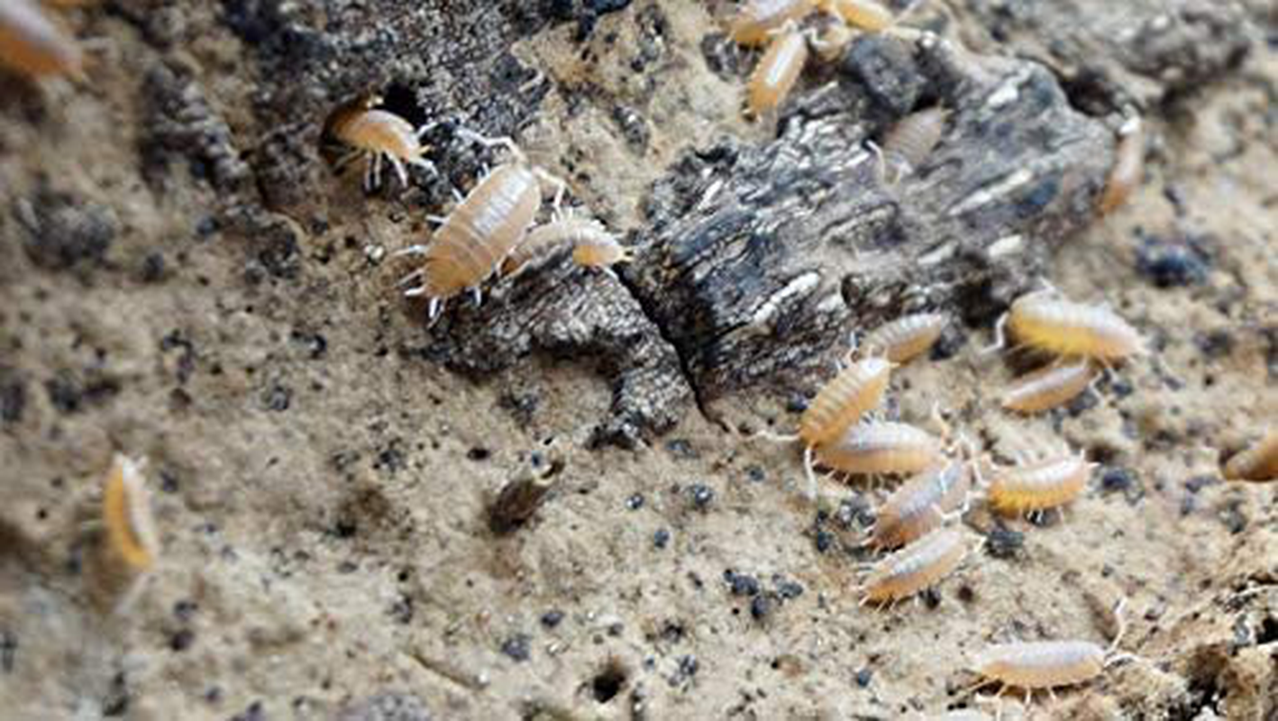 Powder Orange Live Isopods Porcellio Pruinosus Cleanup Crew Roly Poly for Insect Terrarium Reptile Pet Food Animals & Pet Supplies > Pet Supplies > Reptile & Amphibian Supplies > Reptile & Amphibian Food BugzyBugs   