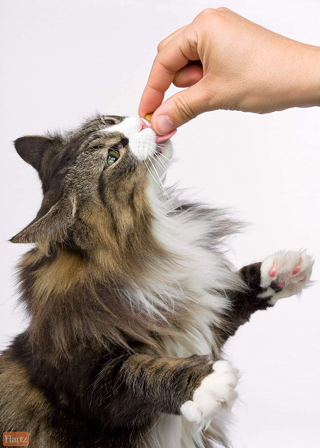 Hartz Dentist'S Best Chicken Flavored Dental Cat Treats Animals & Pet Supplies > Pet Supplies > Cat Supplies > Cat Treats Hartz   