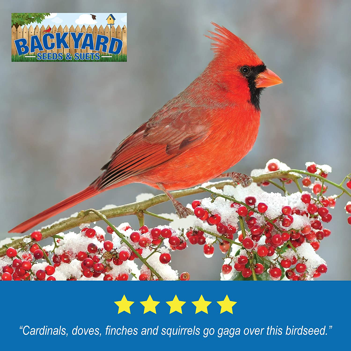 Backyard Seeds Safflower Bird Seed for Cardinals (20 Pounds) Animals & Pet Supplies > Pet Supplies > Bird Supplies > Bird Food CountryMax   