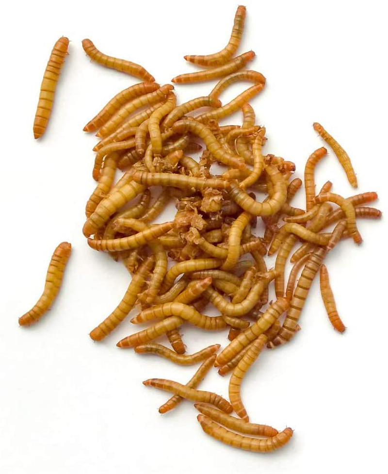 Dbdpet Premium Live Mealworms - 250 Count - Guaranteed Live Arrival - Food for Geckos, Birds, Small Animals, Lizards, Chickens, Fish and More! Animals & Pet Supplies > Pet Supplies > Reptile & Amphibian Supplies > Reptile & Amphibian Food DBDPet   