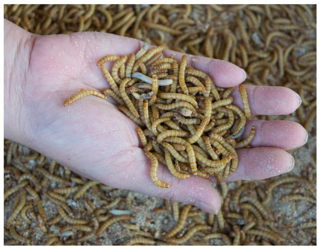 Dbdpet Premium Live Mealworms - 250 Count - Guaranteed Live Arrival - Food for Geckos, Birds, Small Animals, Lizards, Chickens, Fish and More! Animals & Pet Supplies > Pet Supplies > Reptile & Amphibian Supplies > Reptile & Amphibian Food DBDPet   