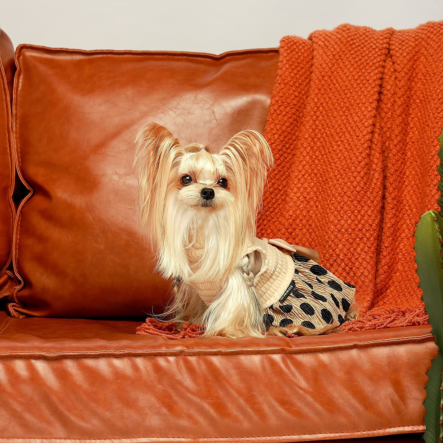 Fitwarm sales dog dress