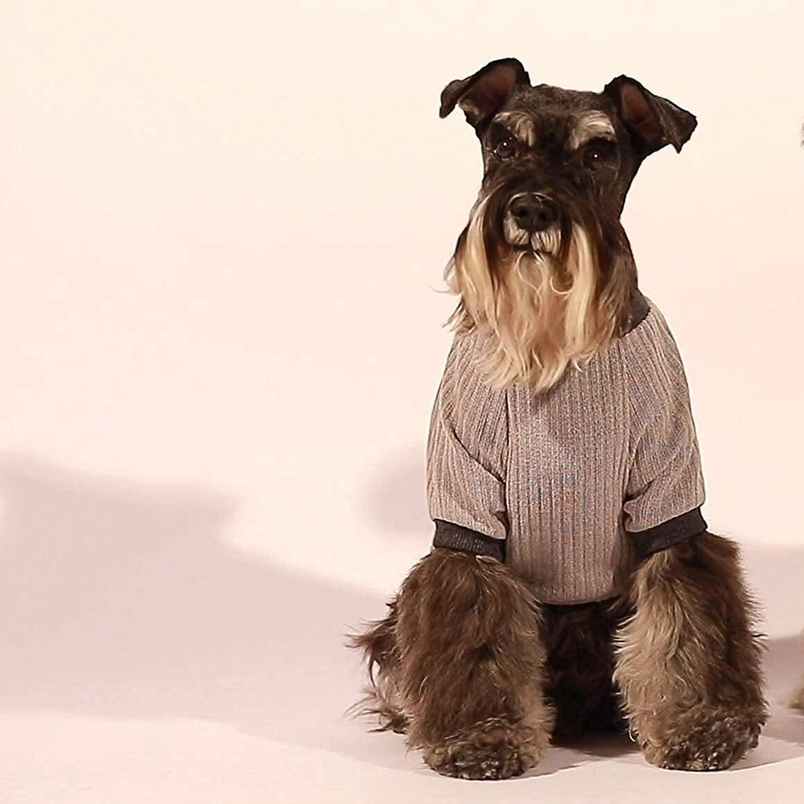 Schnauzer pjs online