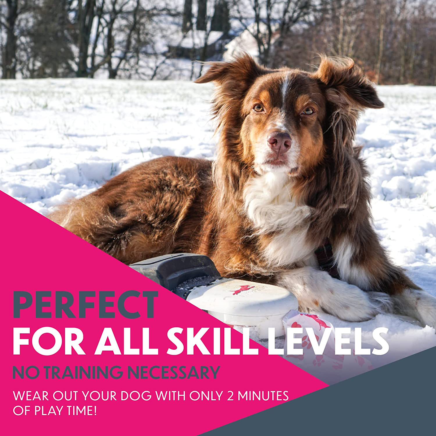 Capture the discount flag dog toy