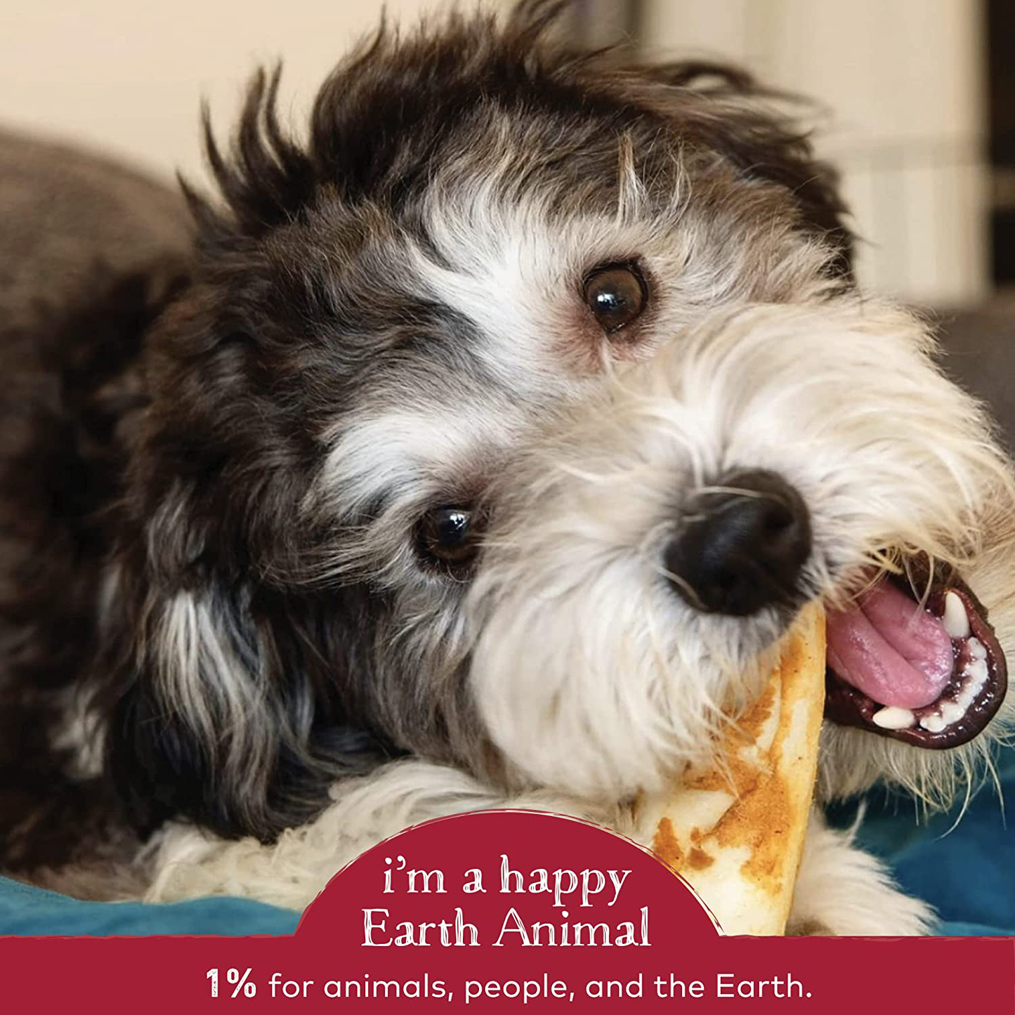 Earth Animal No-Hide Small Flavored Rolls Natural Rawhide Alternative Dog Chew Treat for Small Dogs Animals & Pet Supplies > Pet Supplies > Small Animal Supplies > Small Animal Treats EARTH ANIMAL   