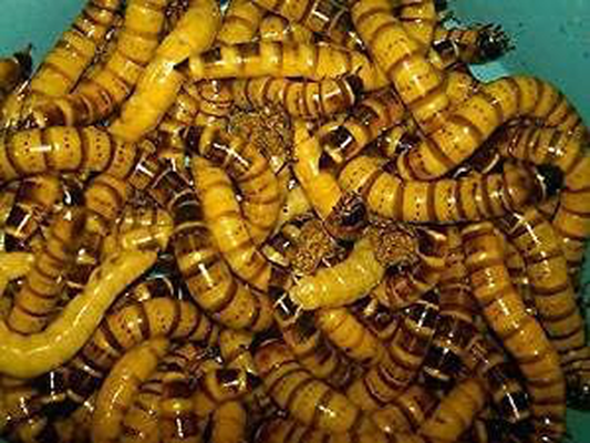BASSETT'S CRICKET RANCH 50Ct Live Large Superworms Animals & Pet Supplies > Pet Supplies > Reptile & Amphibian Supplies > Reptile & Amphibian Food BASSETT'S CRICKET RANCH   