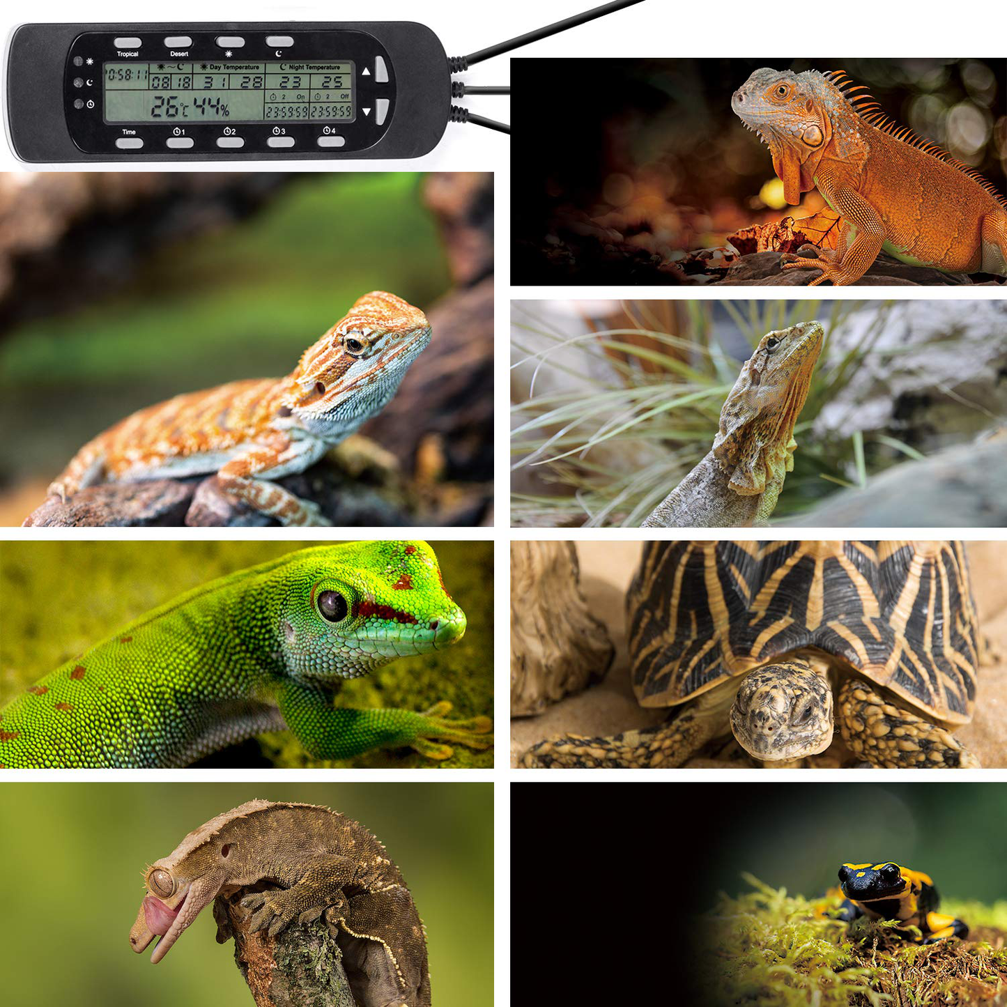 REPTI ZOO Reptile Thermostat Digital Outlet Temperature Timer Troptical or Desert Mode with Day Night Control for Aquarium Reptiles Terrarium Humidistat Mushroom Fermentation,Easy Setup (THC16) Animals & Pet Supplies > Pet Supplies > Small Animal Supplies > Small Animal Habitat Accessories REPTI ZOO   