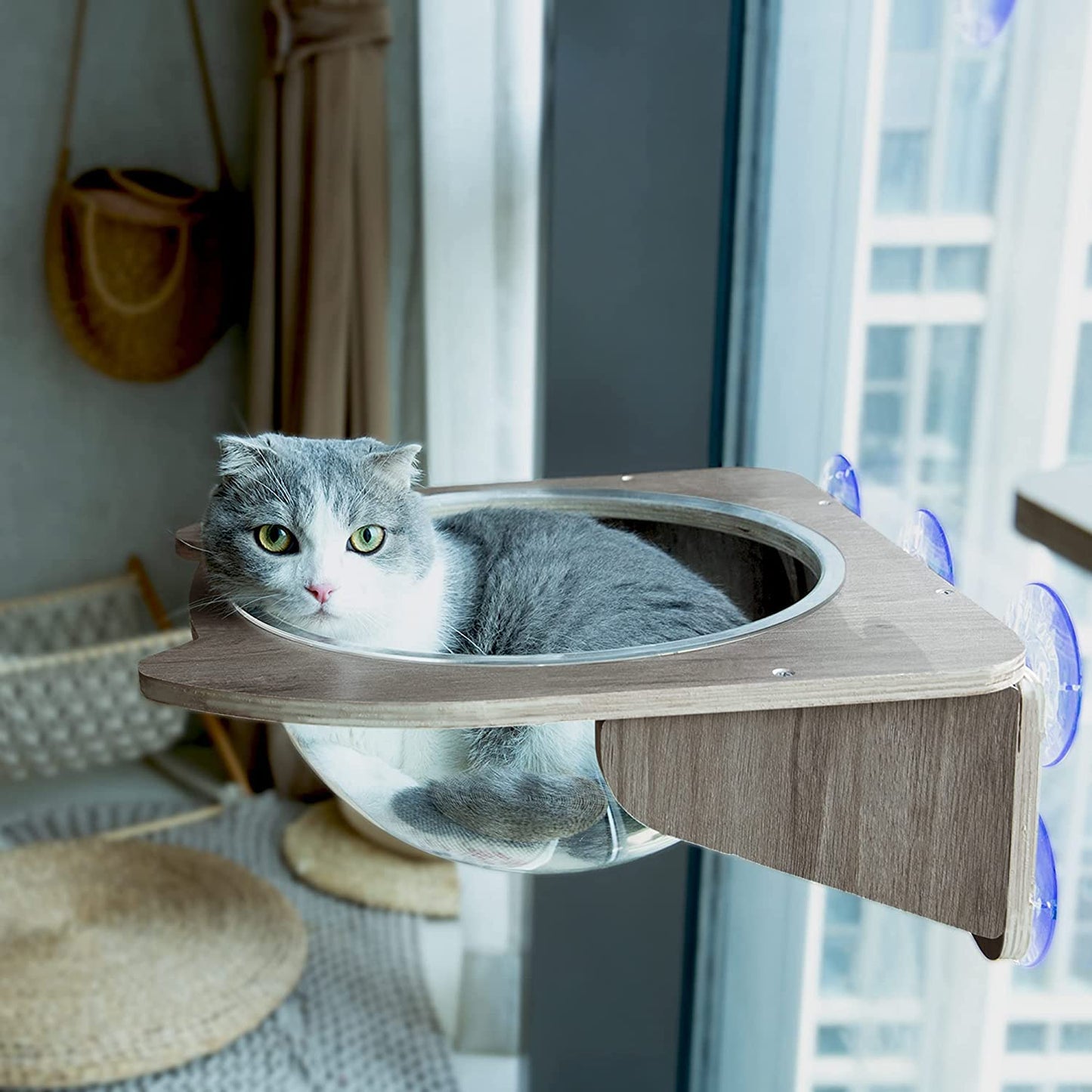 Patas Lague Floating Acrylic Cat Window/Wall-Mounted Perch Hammock with 1 Step Transparent Cat Capsule Hemisphere Cat Bed Condo Wooden Cat Tree for Windows Cat Furniture(Walnut 1 Set) Animals & Pet Supplies > Pet Supplies > Cat Supplies > Cat Furniture Whale Flotilla   