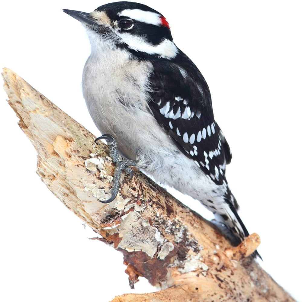 C&S Woodpecker Treat Suet Plug 11 Ounces, 12 Pack Animals & Pet Supplies > Pet Supplies > Bird Supplies > Bird Treats Central Garden & Pet   