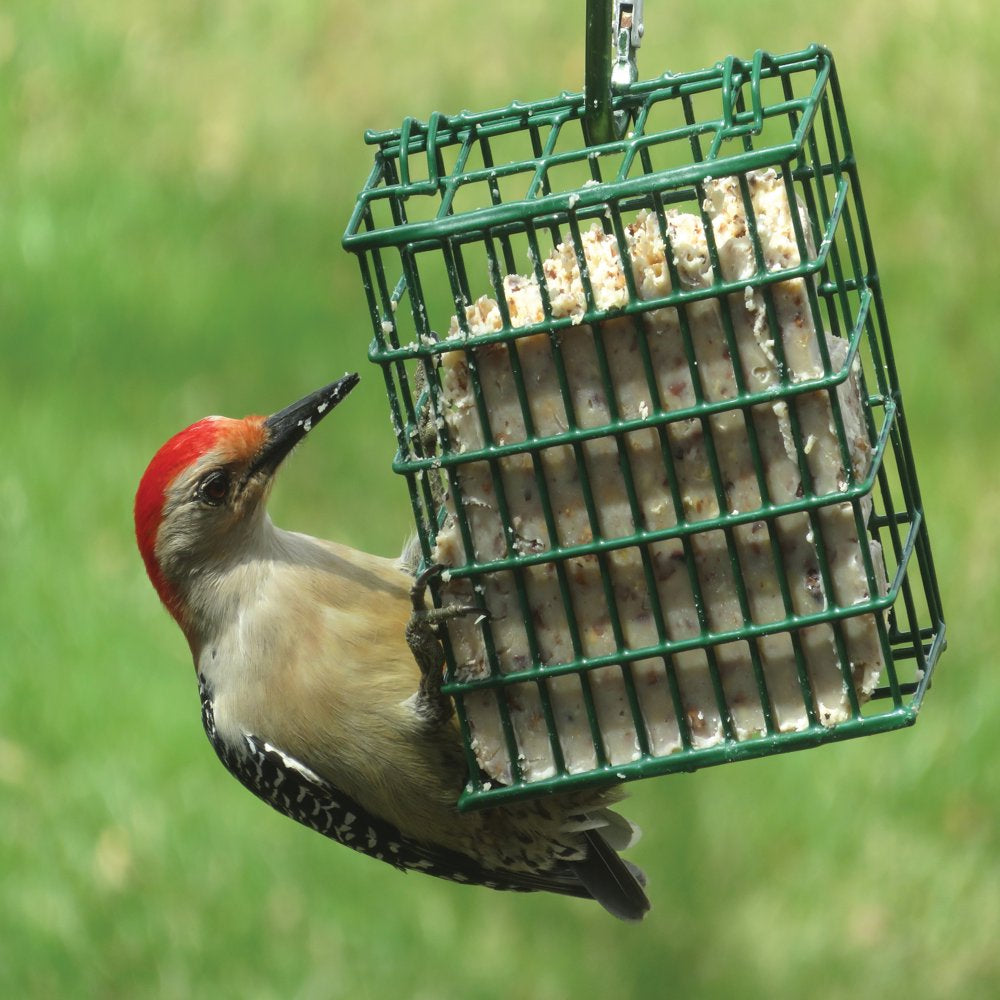 C&S Woodpecker Suet Treat, 11 Oz Cake, Wild Bird Food Animals & Pet Supplies > Pet Supplies > Bird Supplies > Bird Food Central Garden and Pet   