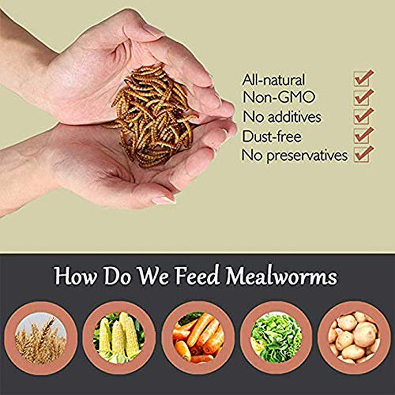 Non-Gmo Dried Mealworms, 100% Non-Gmo Natural High-Protein, Treats for Chicken, Fish, Wild Birds, Bird Food, BSF Larvae Treats for Hen, Duck Animals & Pet Supplies > Pet Supplies > Bird Supplies > Bird Treats SKYSONIC   