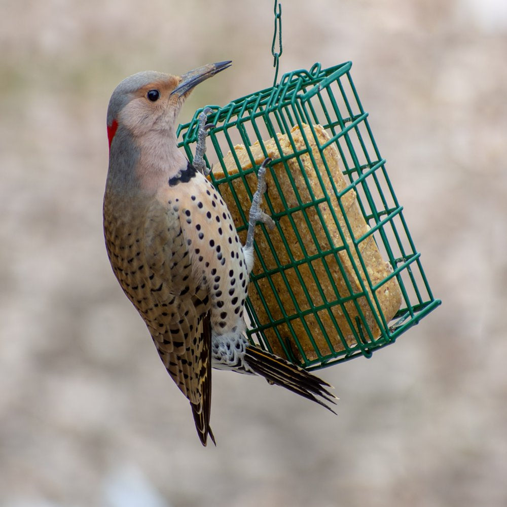 C&S Woodpecker Delight No-Melt Suet Dough, 11.75 Oz Cake, Wild Bird Food Animals & Pet Supplies > Pet Supplies > Bird Supplies > Bird Food Central Garden and Pet   