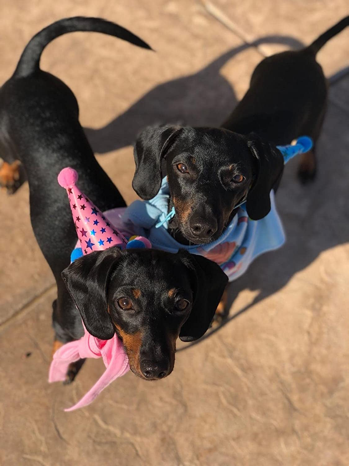 PUPTECK Dog Birthday Bandana Scarfs with Cute Doggie Birthday Party Hat Animals & Pet Supplies > Pet Supplies > Dog Supplies > Dog Apparel PUPTECK   