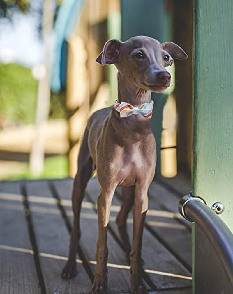 ARING PET Dog Collar with Detachable Bow, Adorable Bowtie Dog Collars, Adjustable & Comfortable Soft Collar Gift for Small Medium Large and Boy Girl Dogs. Animals & Pet Supplies > Pet Supplies > Dog Supplies > Dog Apparel ARING PET   