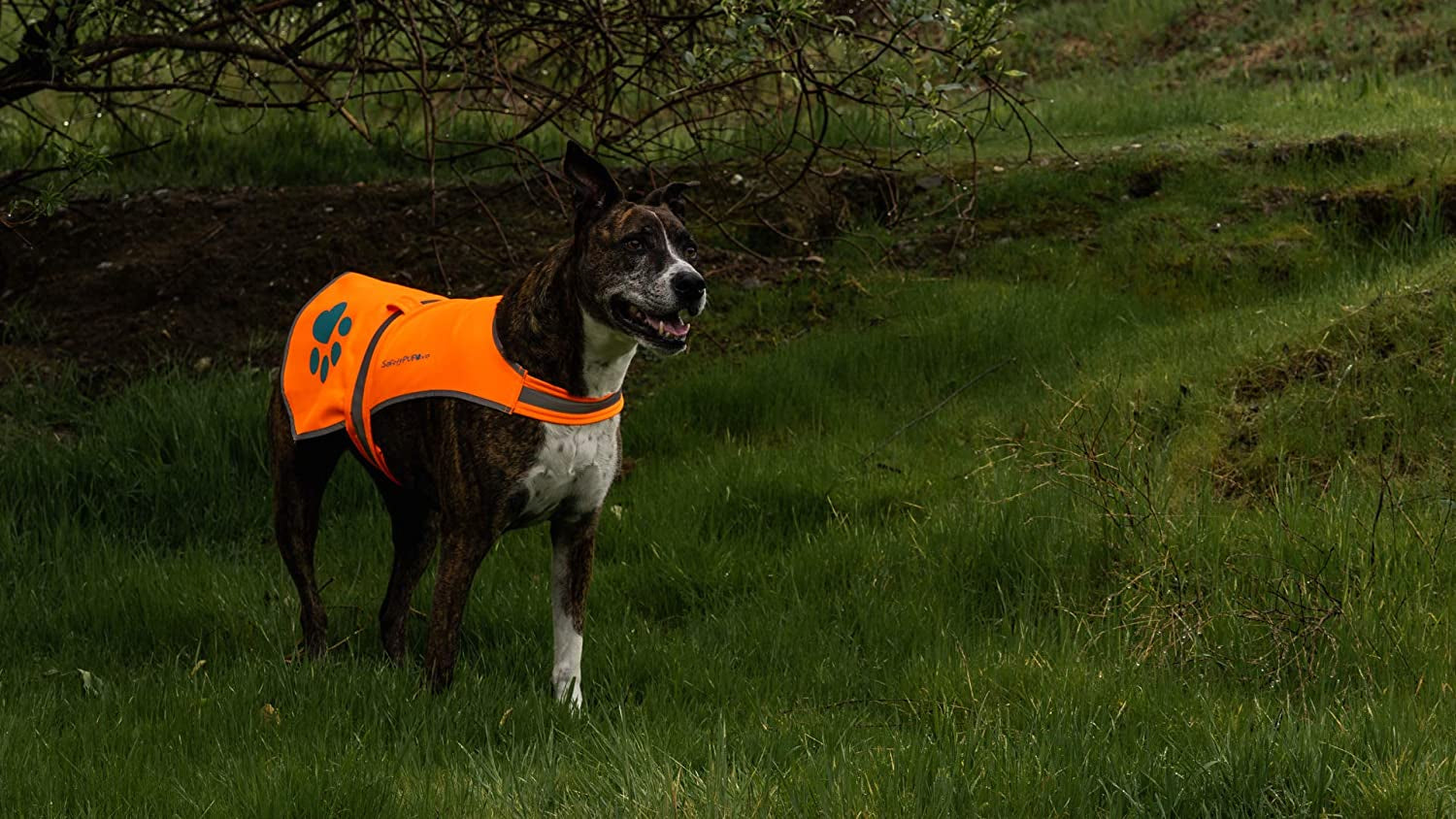 Safetypup XD Soft-Shell Waterproof Dog Vest. Hi Visibility, Reflective Jacket with Light Fleece Lining. Ideal in Cooler Climates. Blaze Orange Fabric Protects Your PUP near Hunting Grounds & off Leash Animals & Pet Supplies > Pet Supplies > Dog Supplies > Dog Apparel SafetyPUP XD   