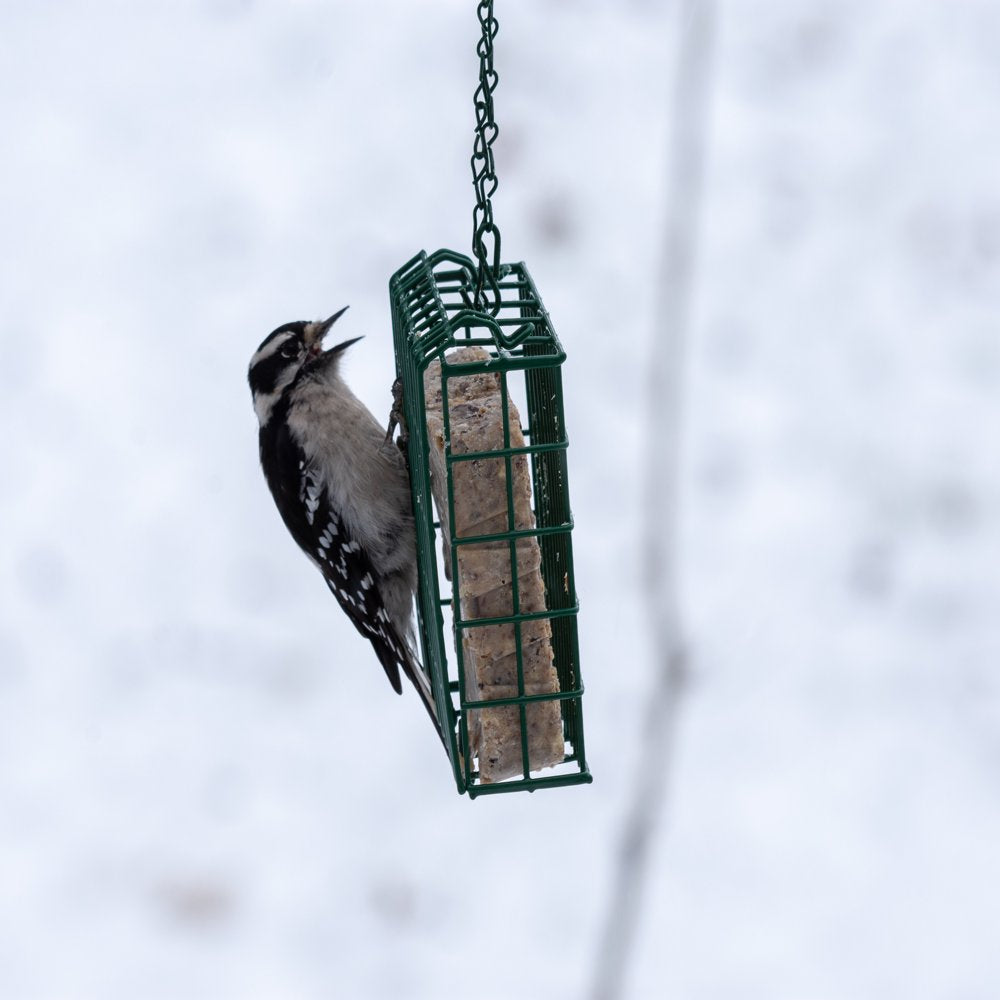 C&S Woodpecker Suet Treat, 11 Oz Cake, Wild Bird Food Animals & Pet Supplies > Pet Supplies > Bird Supplies > Bird Food Central Garden and Pet   