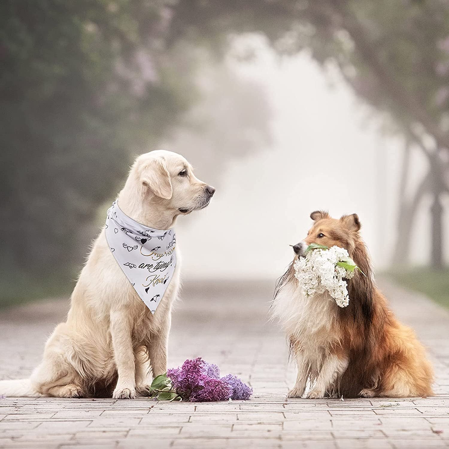 Frienda 4 Pieces Wedding Dog Bandana My Humans Are Getting Married Pet Bandana She Said Yes Dog Scarf Dog Engagement Announcement Pet Wedding Photo Prop for Dogs and Cats Animals & Pet Supplies > Pet Supplies > Dog Supplies > Dog Apparel Frienda   