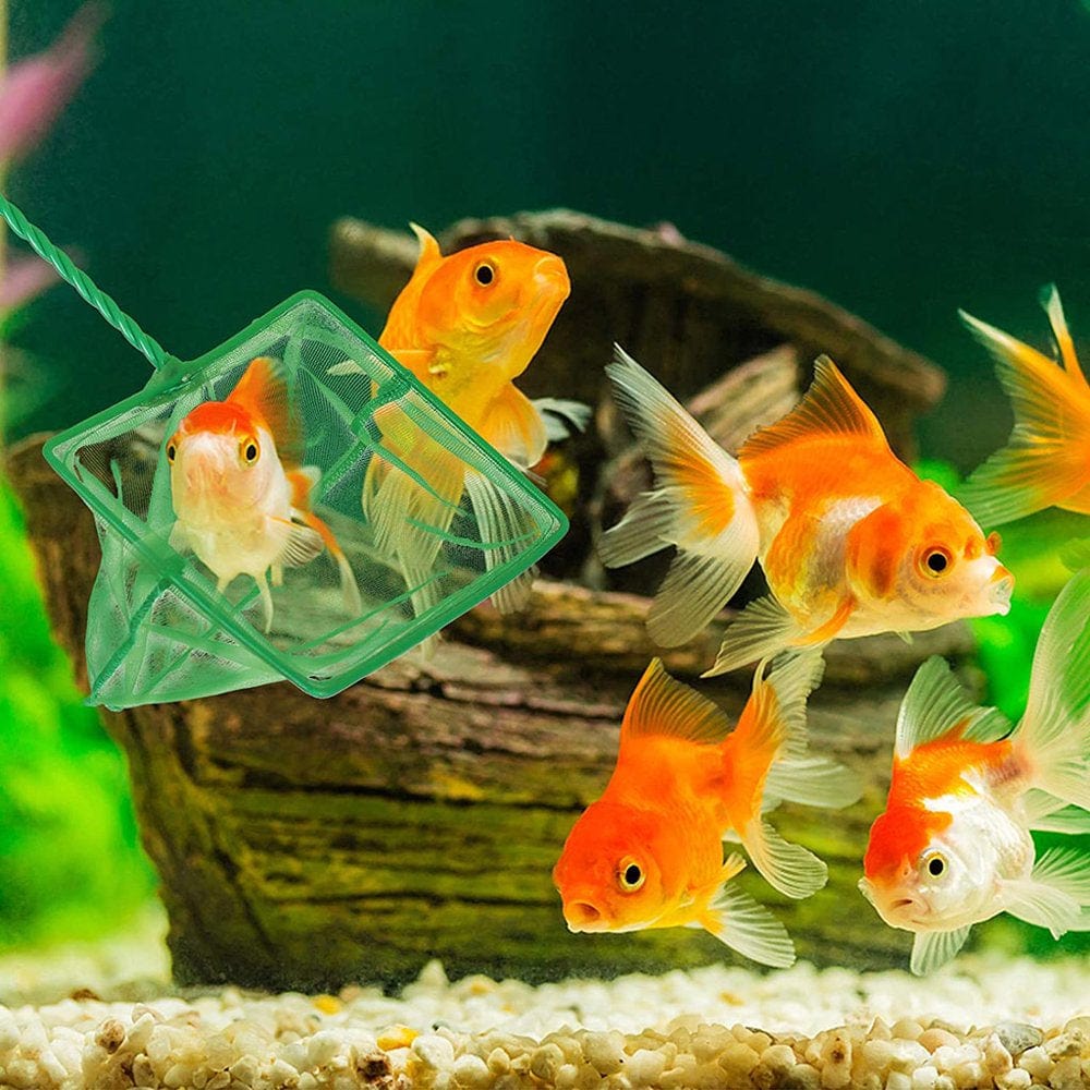 6 Pcs Aquarium Feeder Betta Fish Leaf Bed Feeding Ring Fishnet Reduce Food Waste Animals & Pet Supplies > Pet Supplies > Fish Supplies > Aquarium Fish Nets YMILEMY   