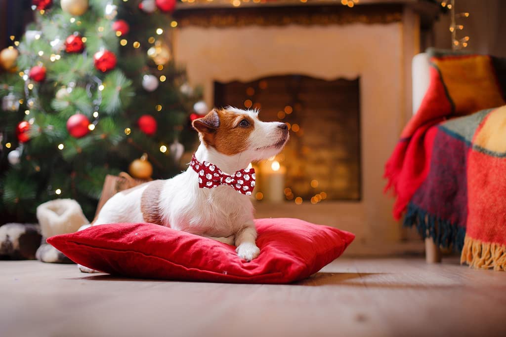 Lionet Paws Christmas Dog Collar with Bowtie, Dog Bowtie Collar with Metal Buckle for Dogs, Adjustable Comfortable Dog Collar Girl Boy Gift Santa Claus, M, Neck 13.5-22 In Animals & Pet Supplies > Pet Supplies > Dog Supplies > Dog Apparel lionet paws   