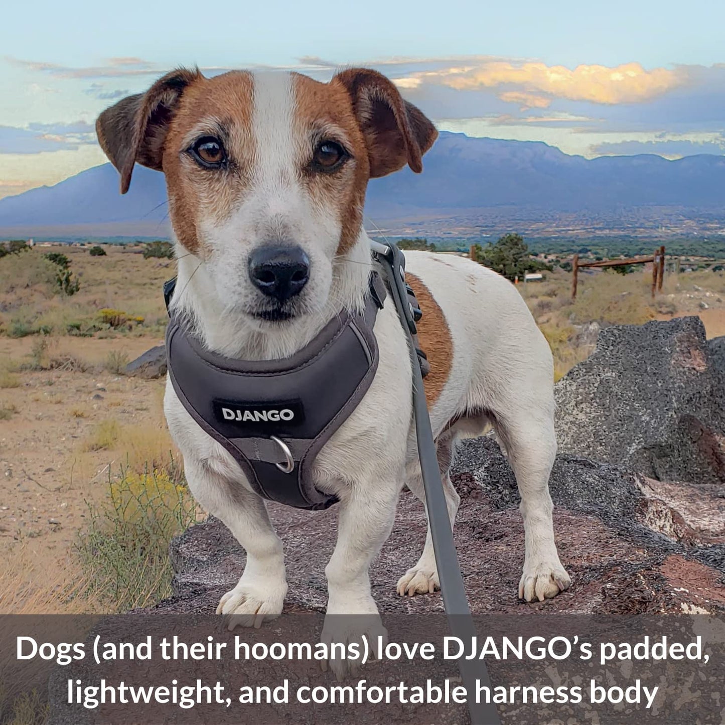 DJANGO Tahoe No Pull Dog Harness – Comfortable, Durable, and Padded Harness with Front and Back D-Rings and Reflective Piping – Adjustable and Secure Design for Everyday Use (Large, Poppy Seed Gray) Animals & Pet Supplies > Pet Supplies > Dog Supplies > Dog Apparel DJANGO   