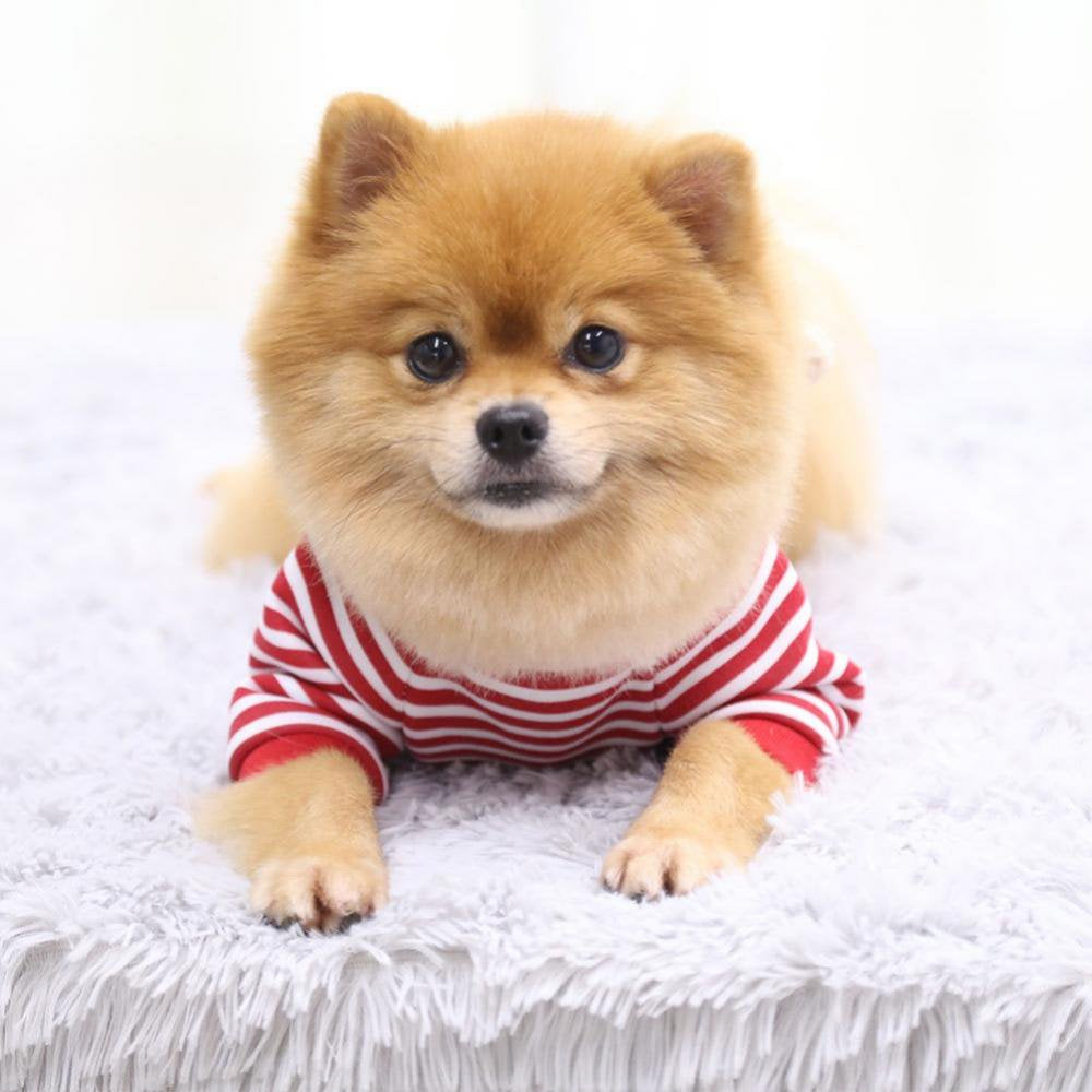 Dog Sweaters Pocket Bear Cold Weather Cute Dog Sweaters Clothes Apparel Costume Puppy Cat Autumn Winter Warm Coat Sweater for Small Dogs Cats Puppy Animals & Pet Supplies > Pet Supplies > Dog Supplies > Dog Apparel Stibadium   