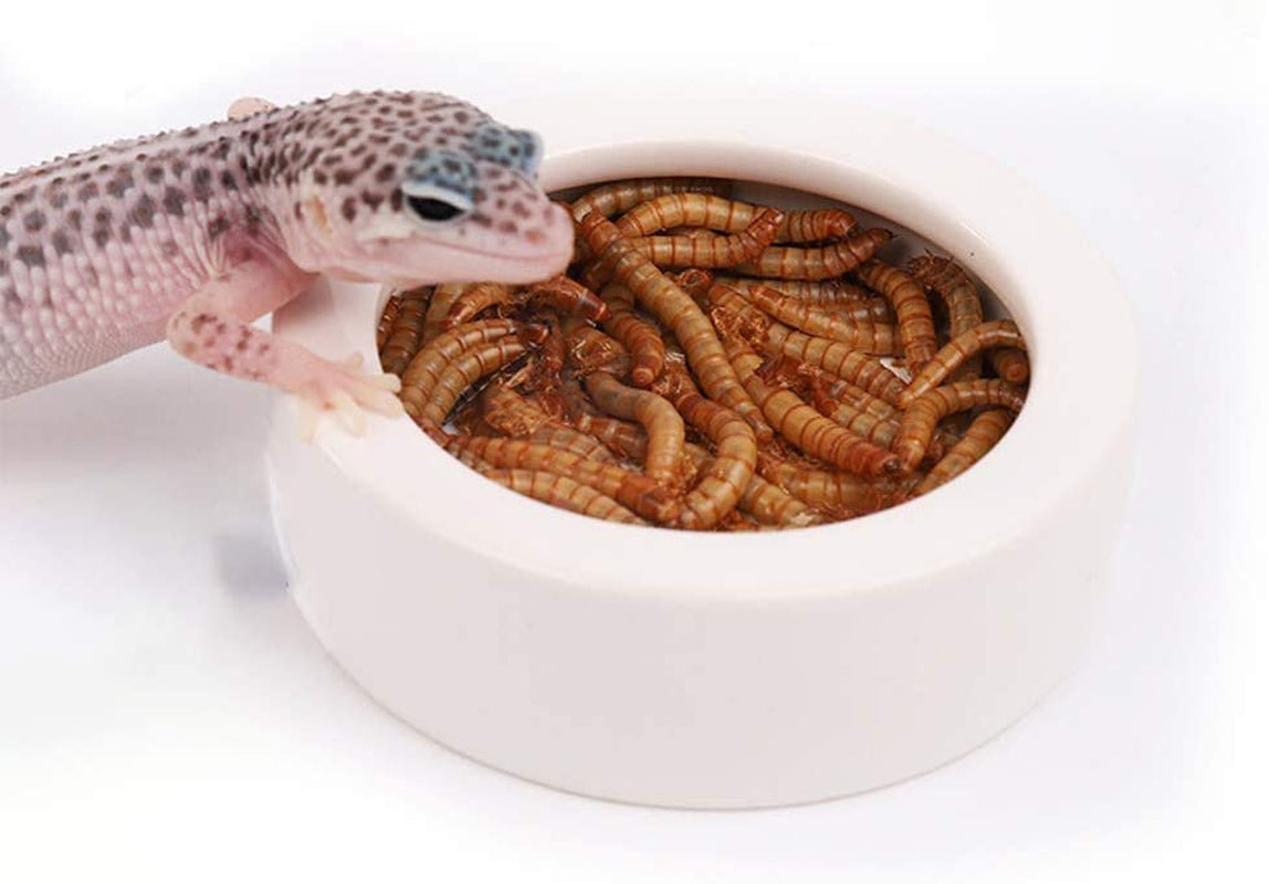 Ceramic Pet Bowl, Large Reptile Bowl for Reptiles and Amphibians, Reptile Water Turtle Food Dish Feeder Bowl for Amphibians Gecko Snakes Lizard Chameleon Animals & Pet Supplies > Pet Supplies > Reptile & Amphibian Supplies > Reptile & Amphibian Food Universal   