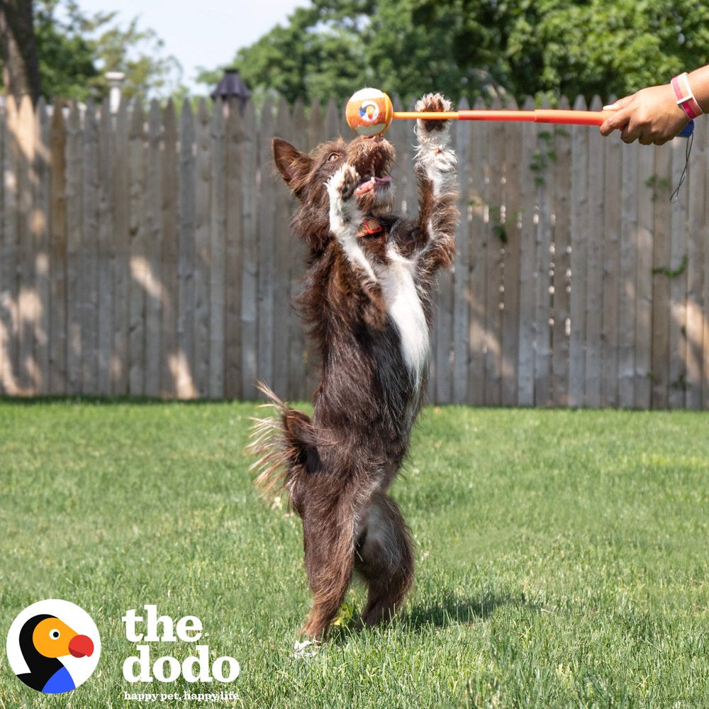 The Dodo Telescoping Ball Launcher Dog Toy with 2 Tennis Balls, Blue and Yellow Animals & Pet Supplies > Pet Supplies > Dog Supplies > Dog Toys Fetch for Pets   