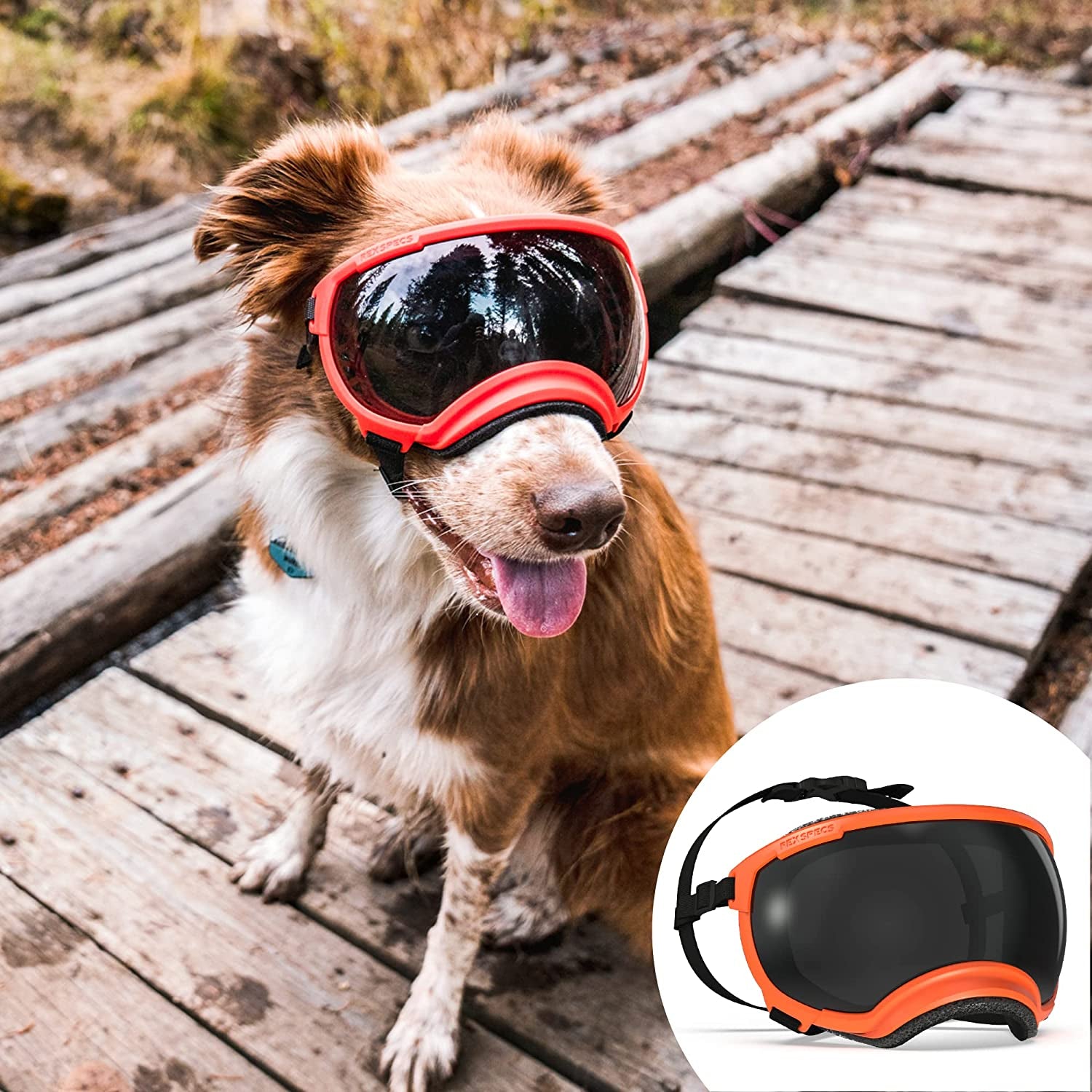 Rex Specs V2 Dog Goggles (Large, Tazer Teal) Animals & Pet Supplies > Pet Supplies > Dog Supplies > Dog Apparel Rex Specs Bandit Orange Large 