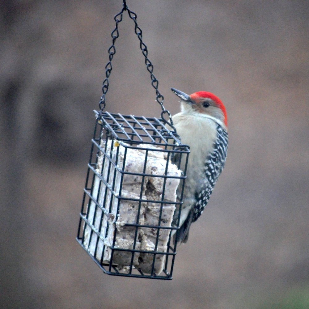 C&S Party Mix Suet Treat, 11 Oz, Wild Bird Food Animals & Pet Supplies > Pet Supplies > Bird Supplies > Bird Food Central Garden and Pet   