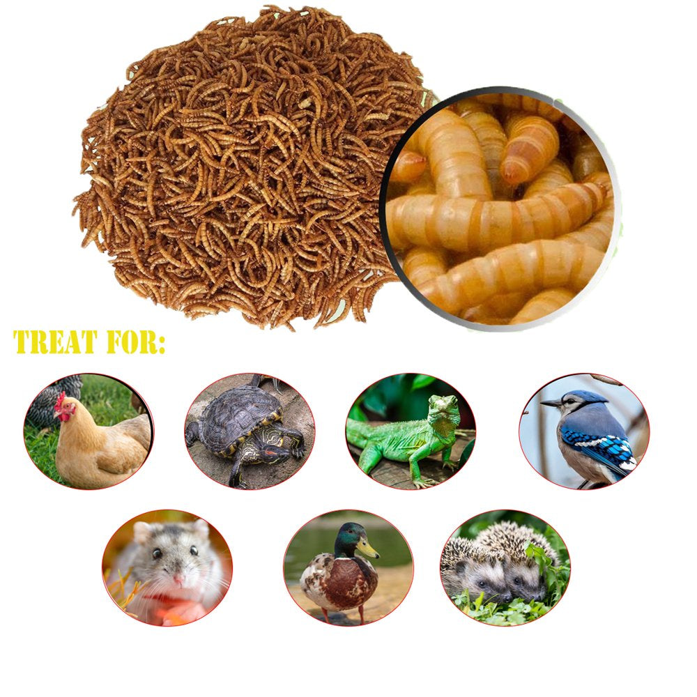 Amzey Dried Mealworms - 100% Non-Gmo Natural Mealworm - High-Protein Bulk Meal Worms - Perfect for Chickens, Fish, Ducks, Wild Birds,Turtles, Reptile, Hamsters, and Hedgehogs Animals & Pet Supplies > Pet Supplies > Small Animal Supplies > Small Animal Food Amzey   