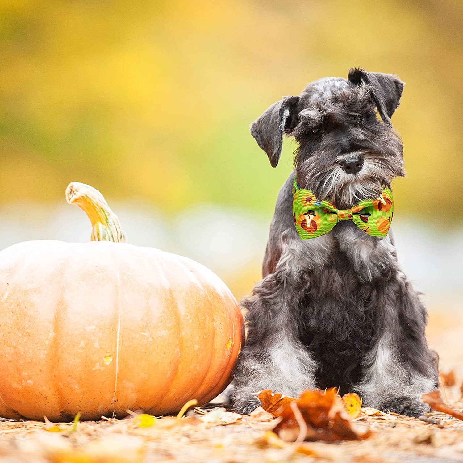 Thanksgiving Fall Harvest Dog Collar with Bow Tie, Holiday Turkey and Pumpkin Collar for Small Medium Large Dogs Pets Puppies (Large) Animals & Pet Supplies > Pet Supplies > Dog Supplies > Dog Apparel Pohshido   