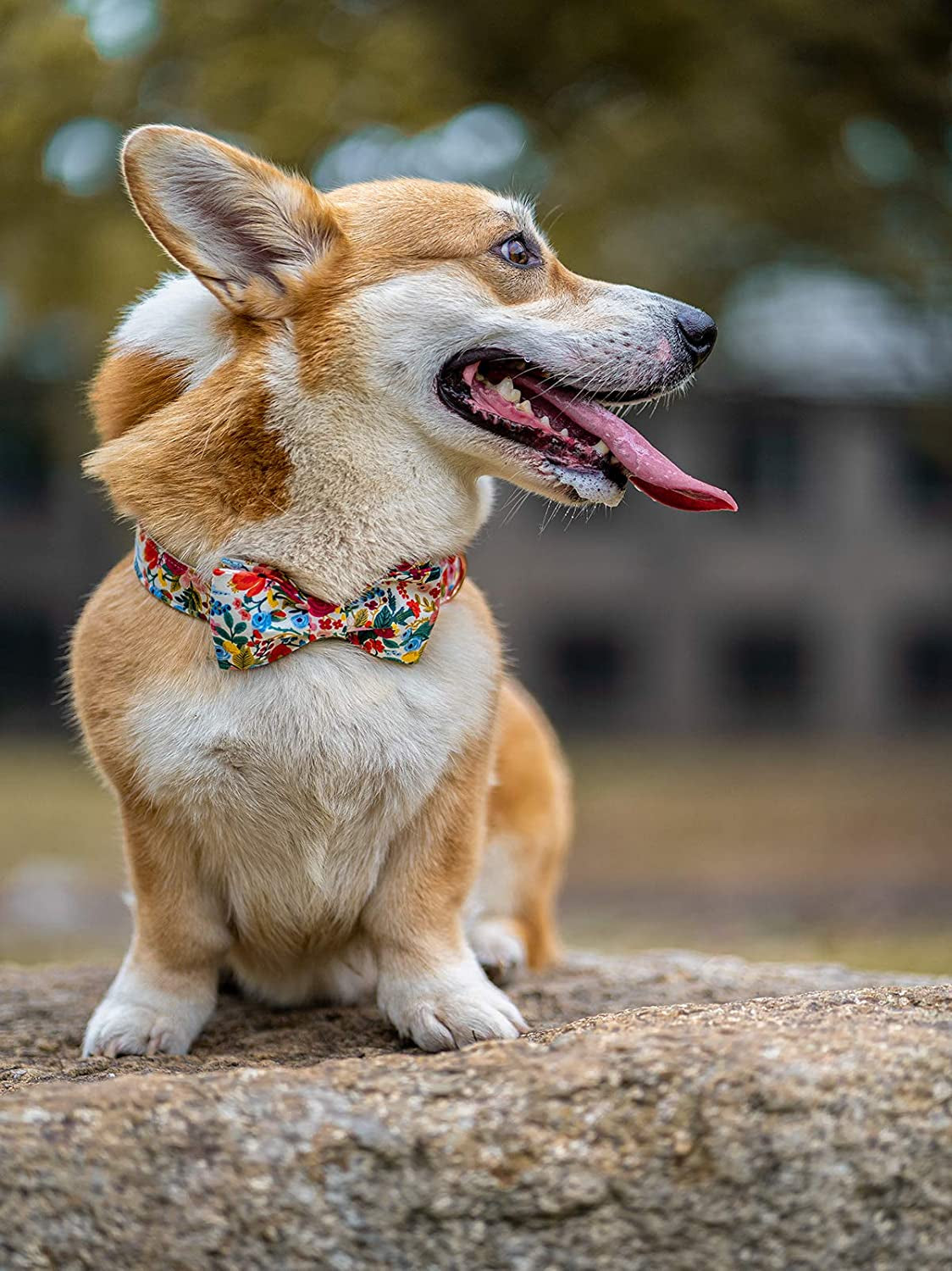 Elegant Little Tail Dog Collar with Bow, Cotton & Webbing, Bowtie Dog Collar, Adjustable Dog Collars for Small Medium Large Dogs and Cats Animals & Pet Supplies > Pet Supplies > Dog Supplies > Dog Apparel Elegant little tail   